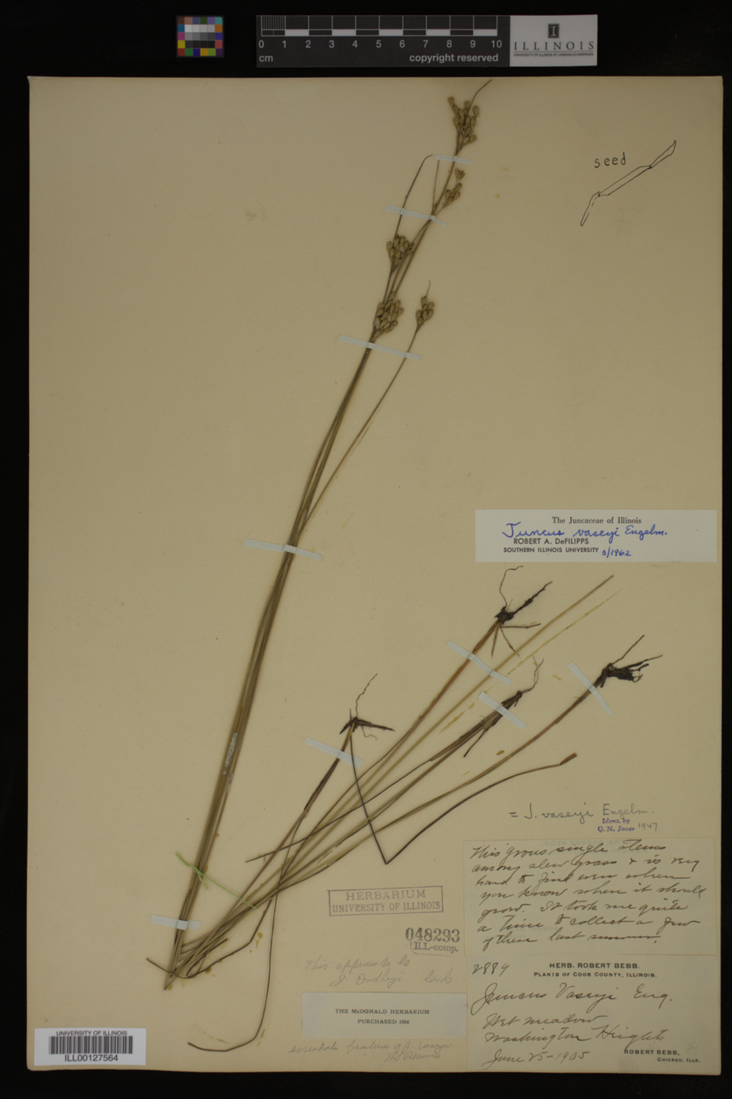 Juncus vaseyi image