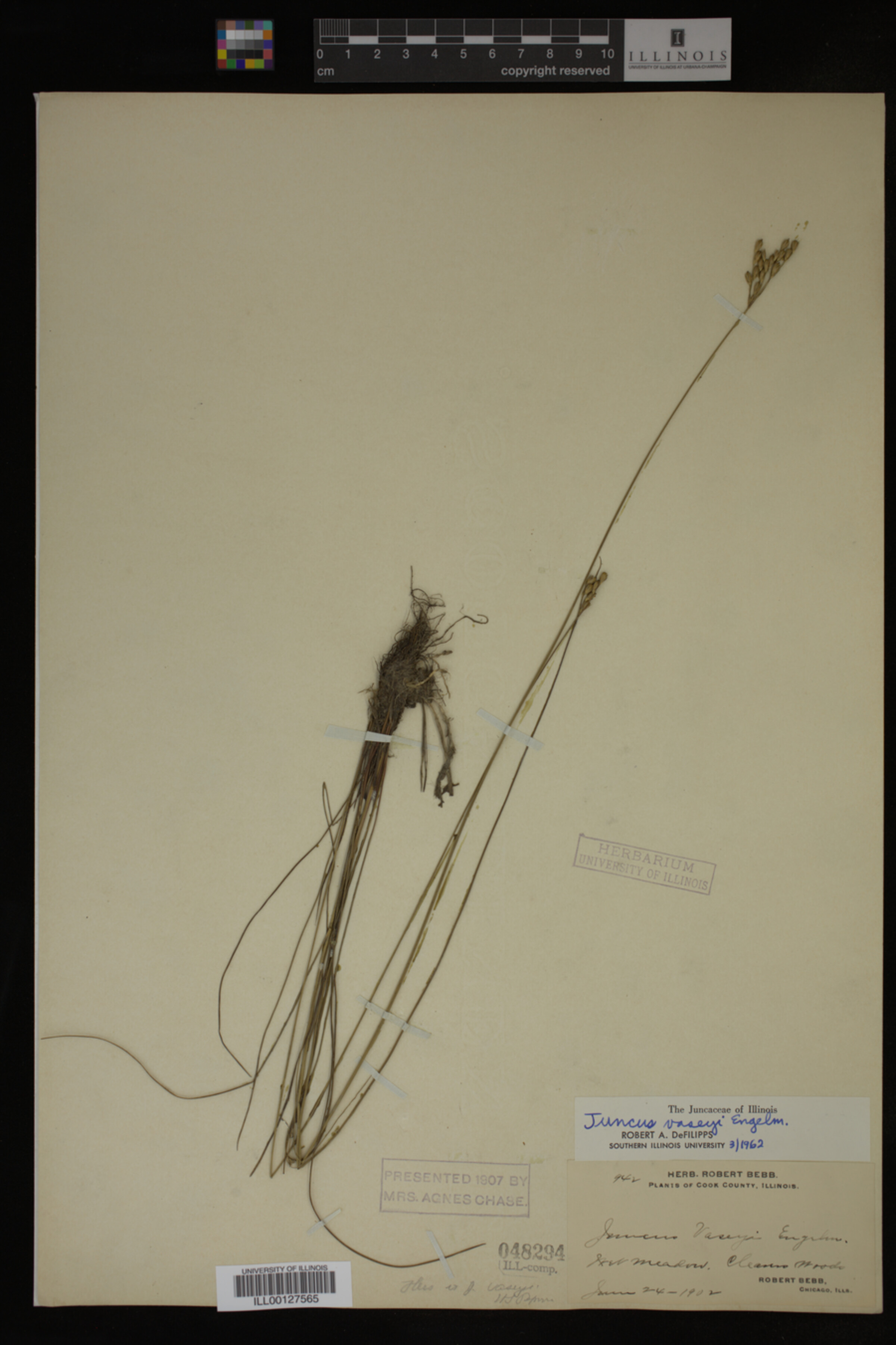 Juncus vaseyi image