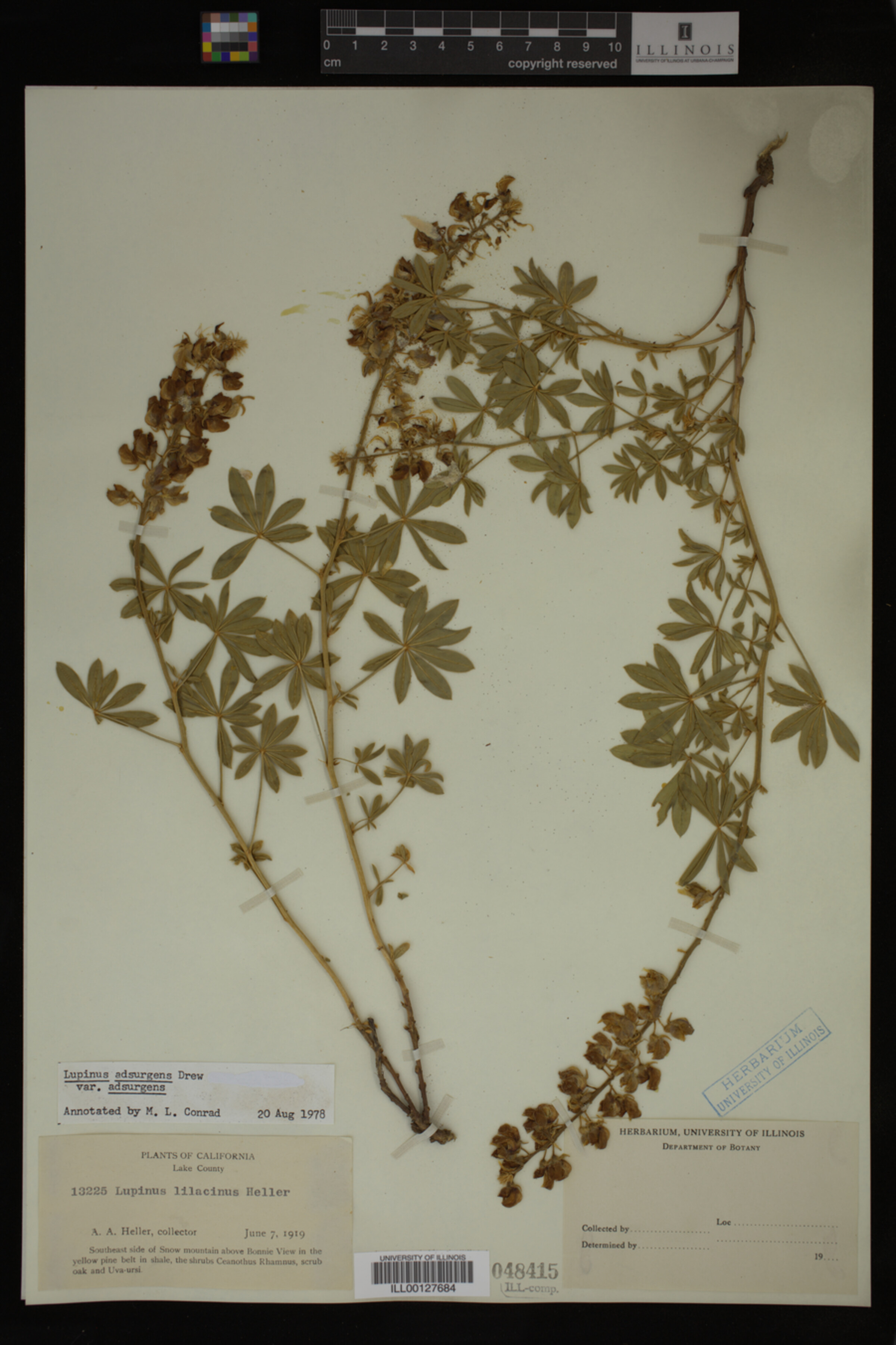 Lupinus adsurgens var. adsurgens image