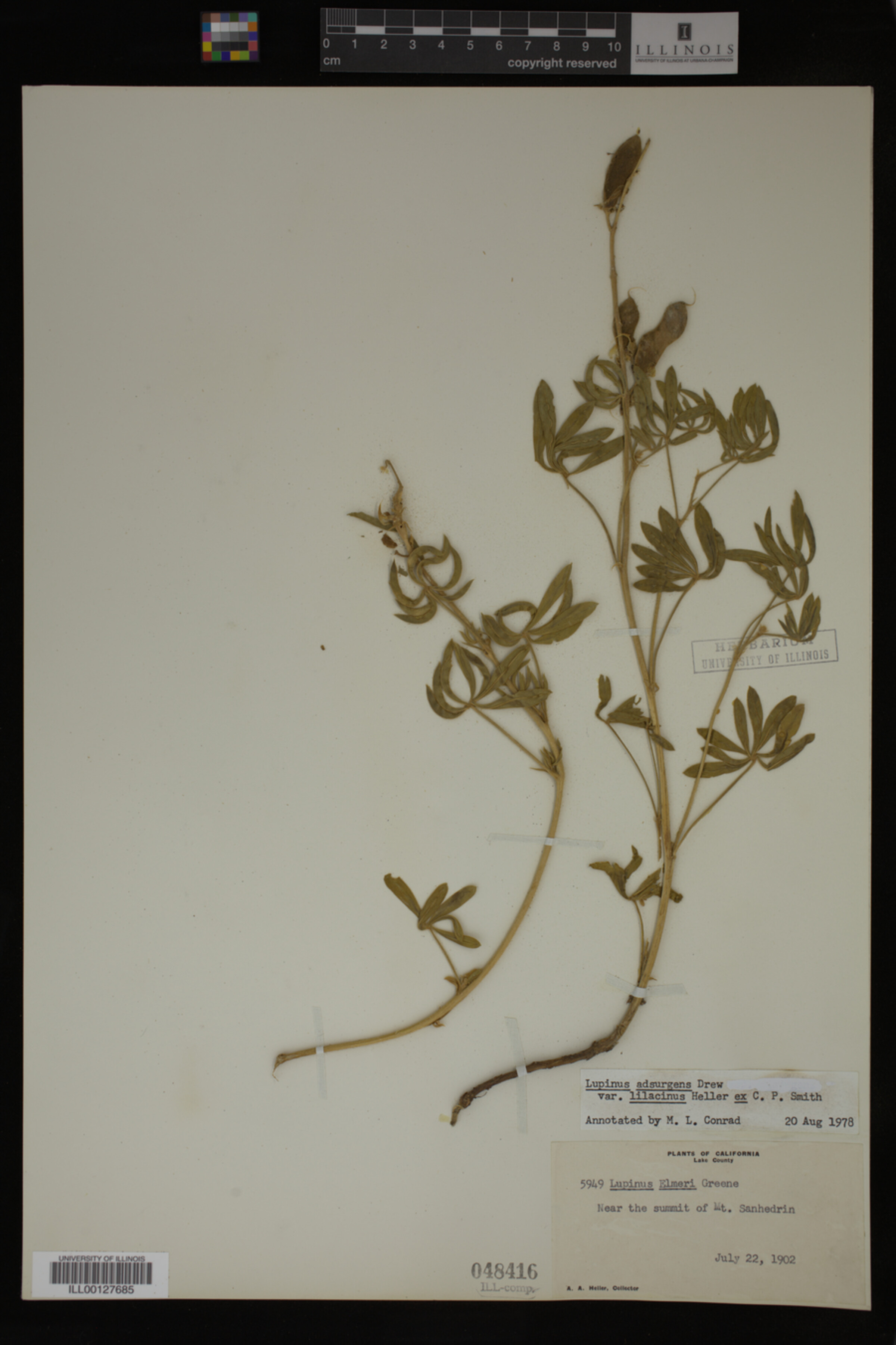 Lupinus adsurgens var. lilacinus image