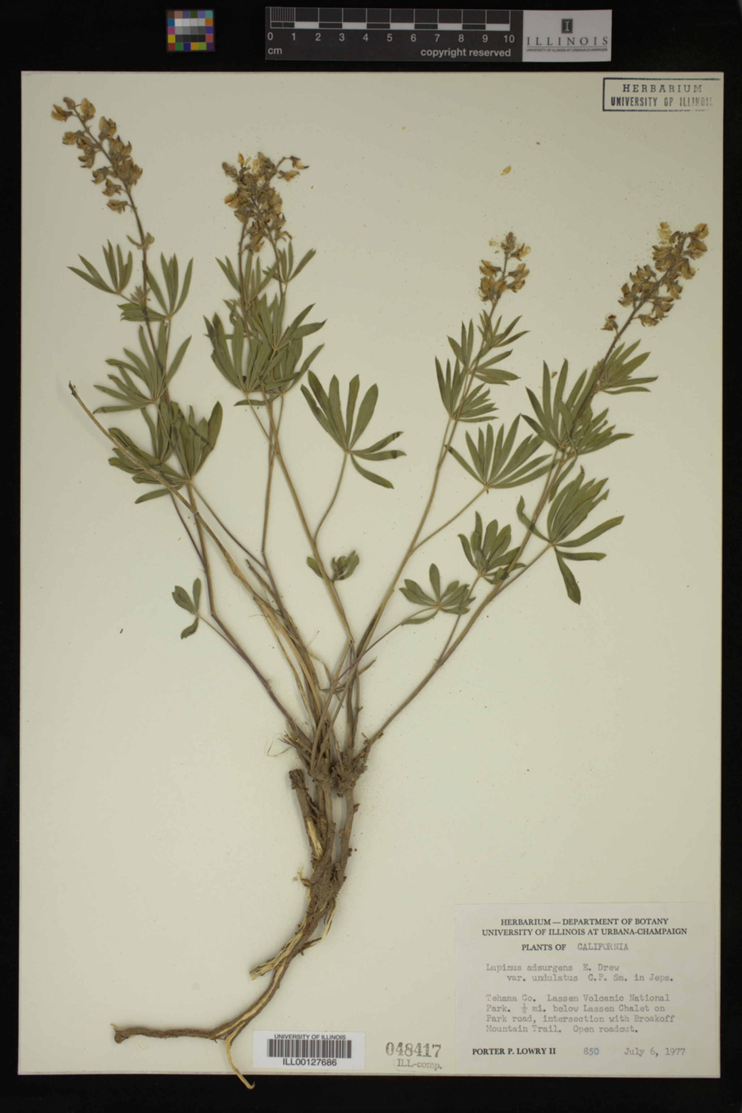 Lupinus adsurgens var. undulatus image