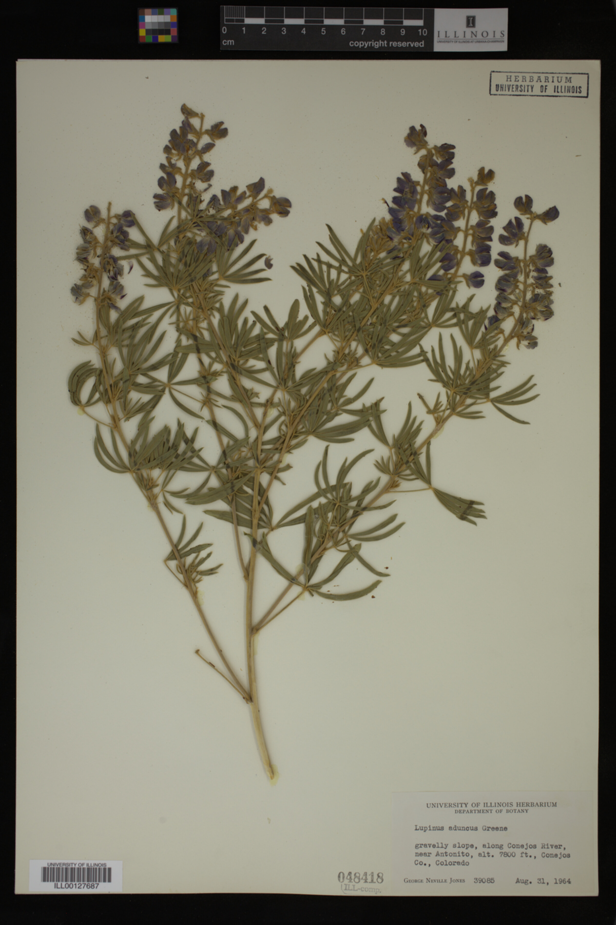 Lupinus aduncus image
