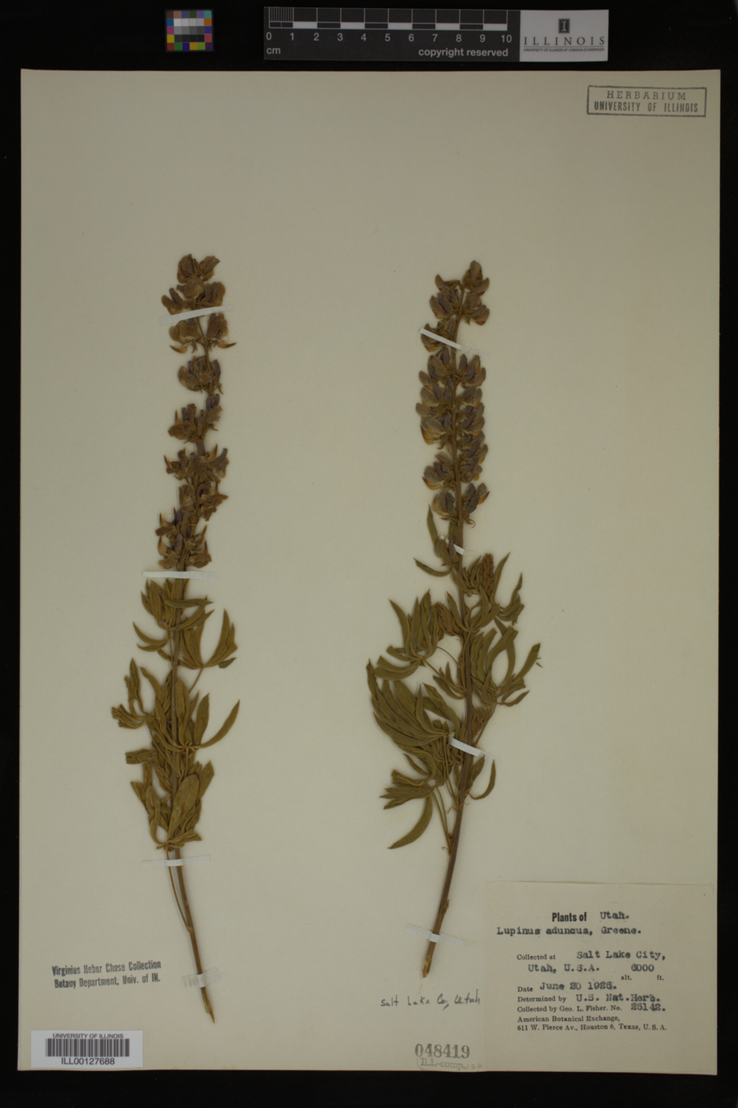 Lupinus aduncus image