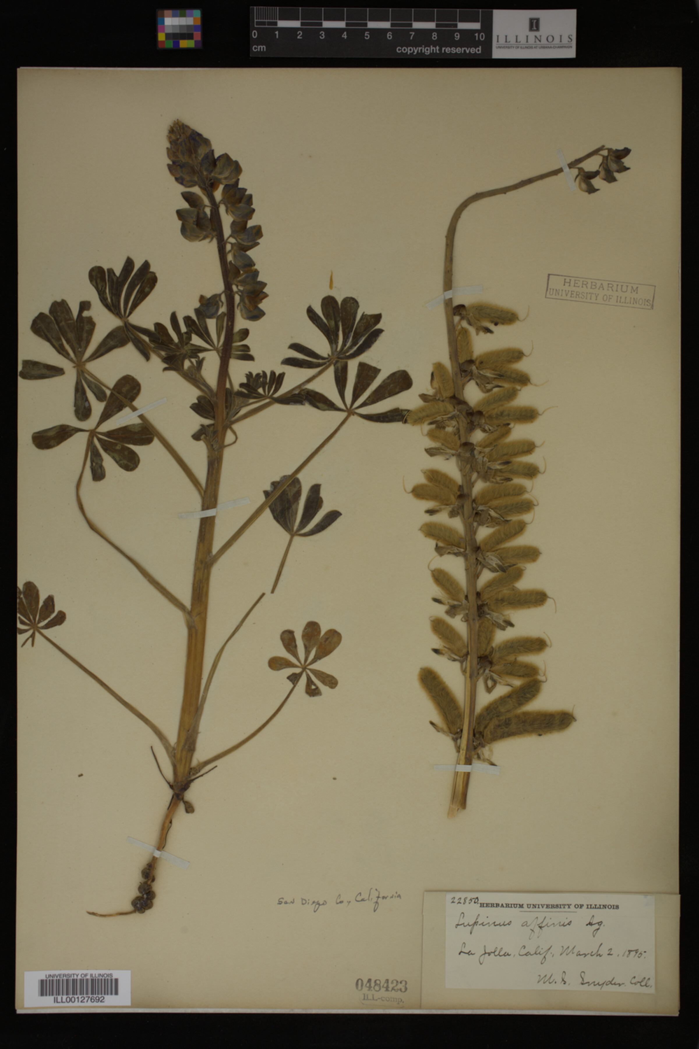 Lupinus affinis image