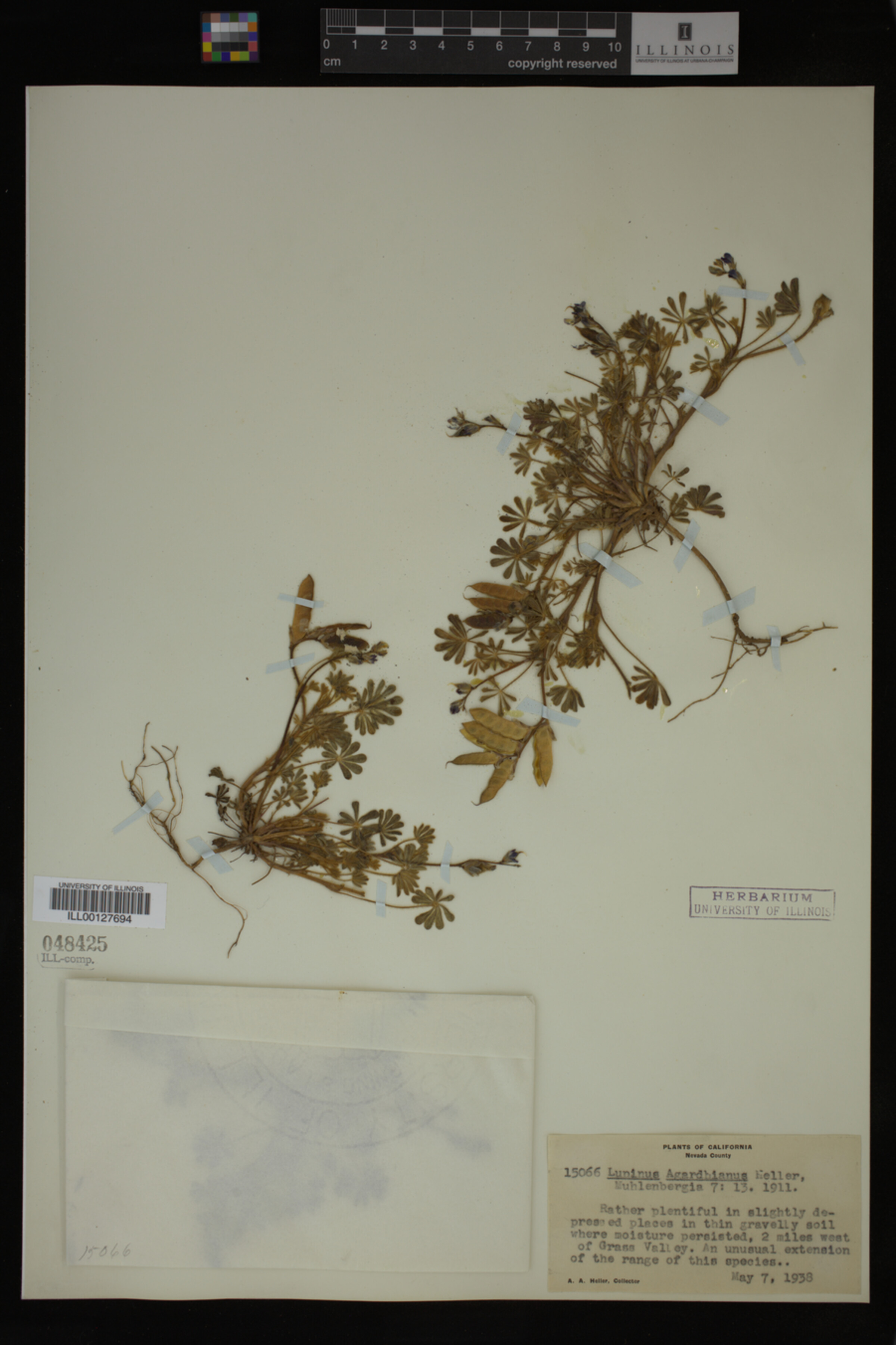 Lupinus agardhianus image