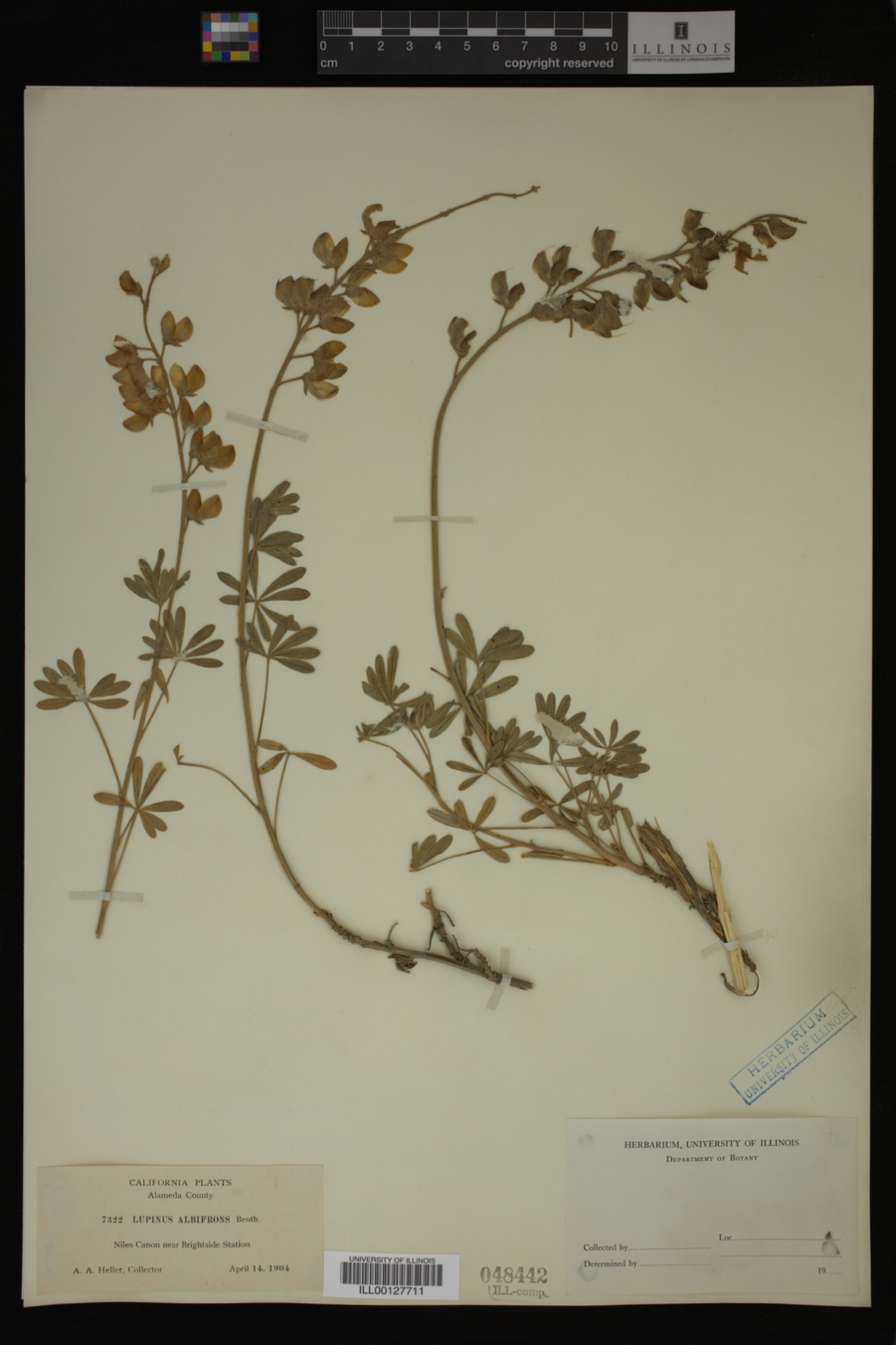Lupinus albifrons image