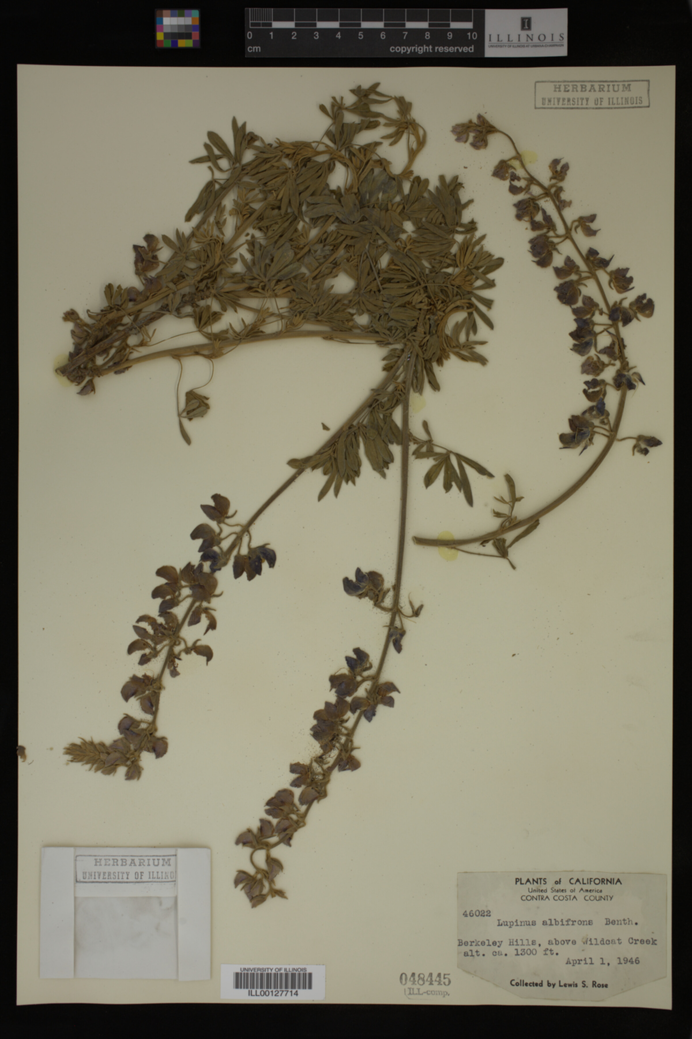 Lupinus albifrons image