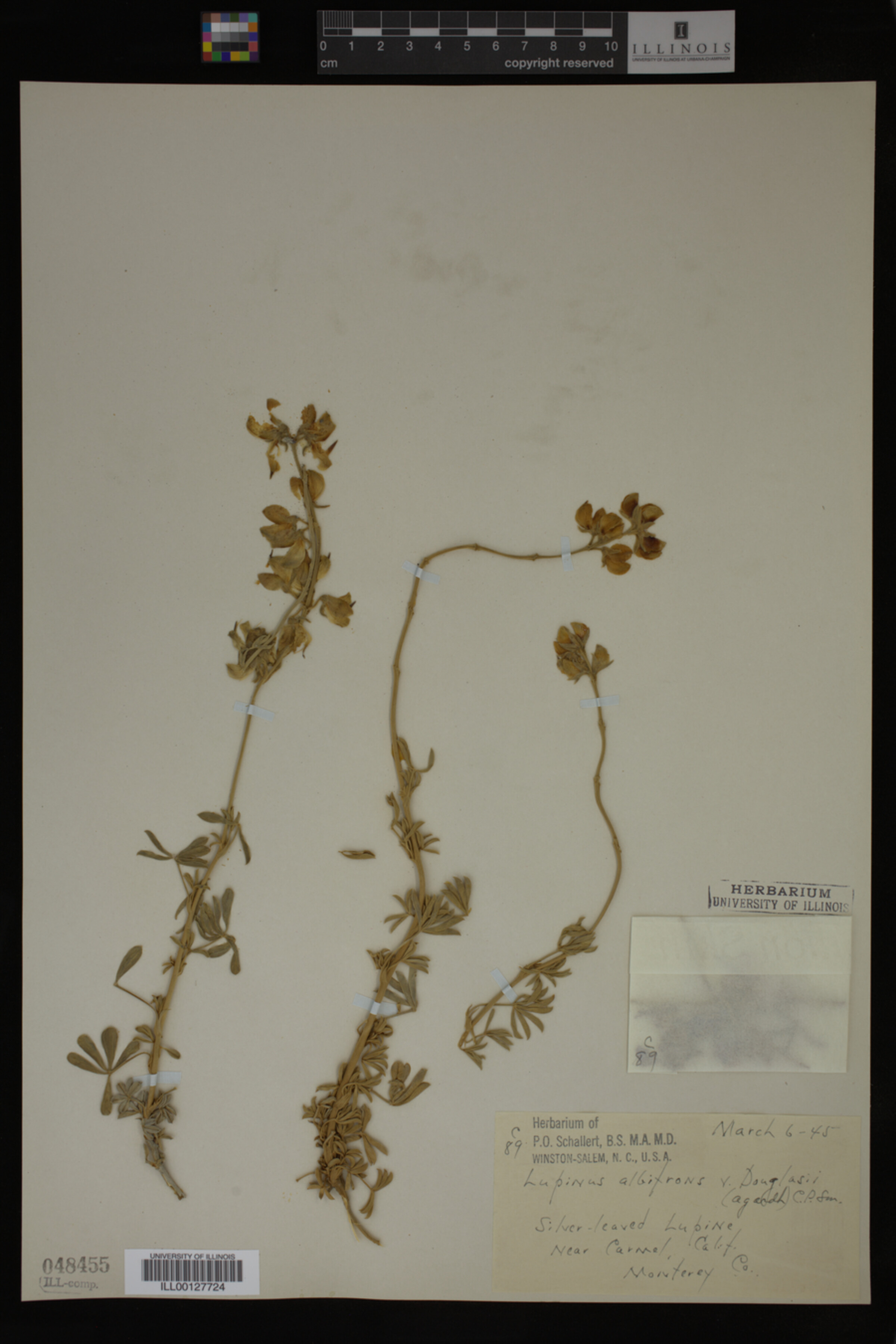 Lupinus albifrons var. douglasii image