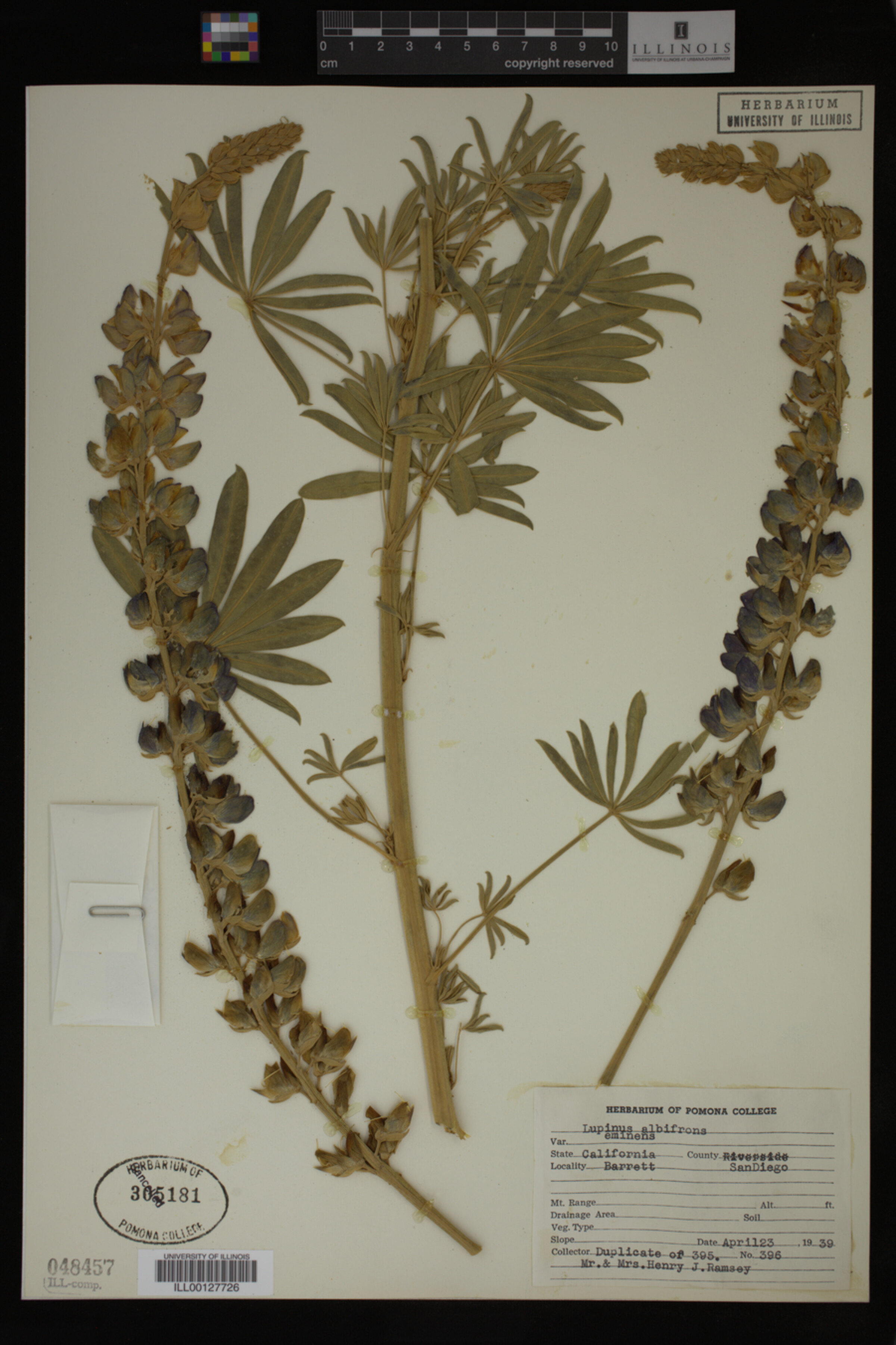 Lupinus albifrons var. eminens image