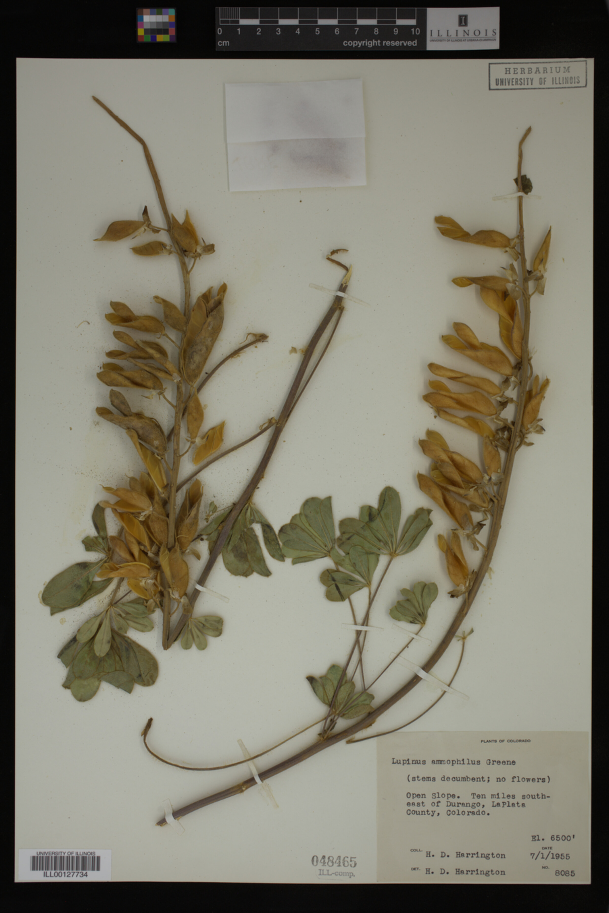 Lupinus ammophilus image