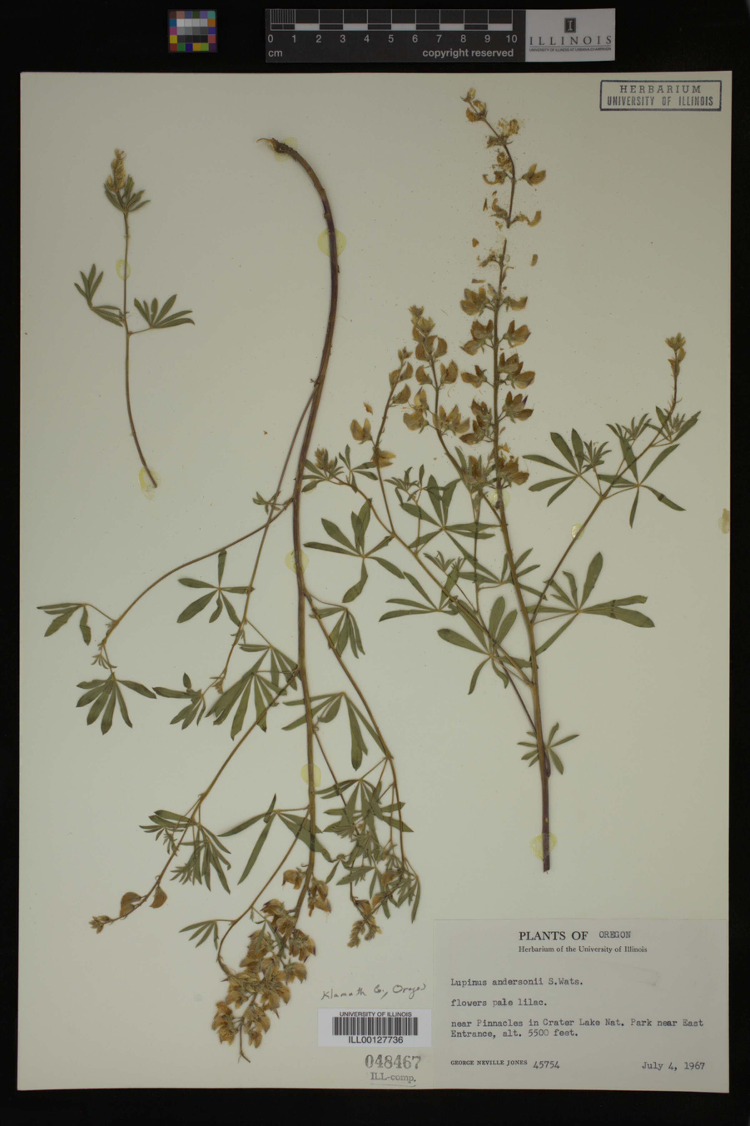 Lupinus andersonii image