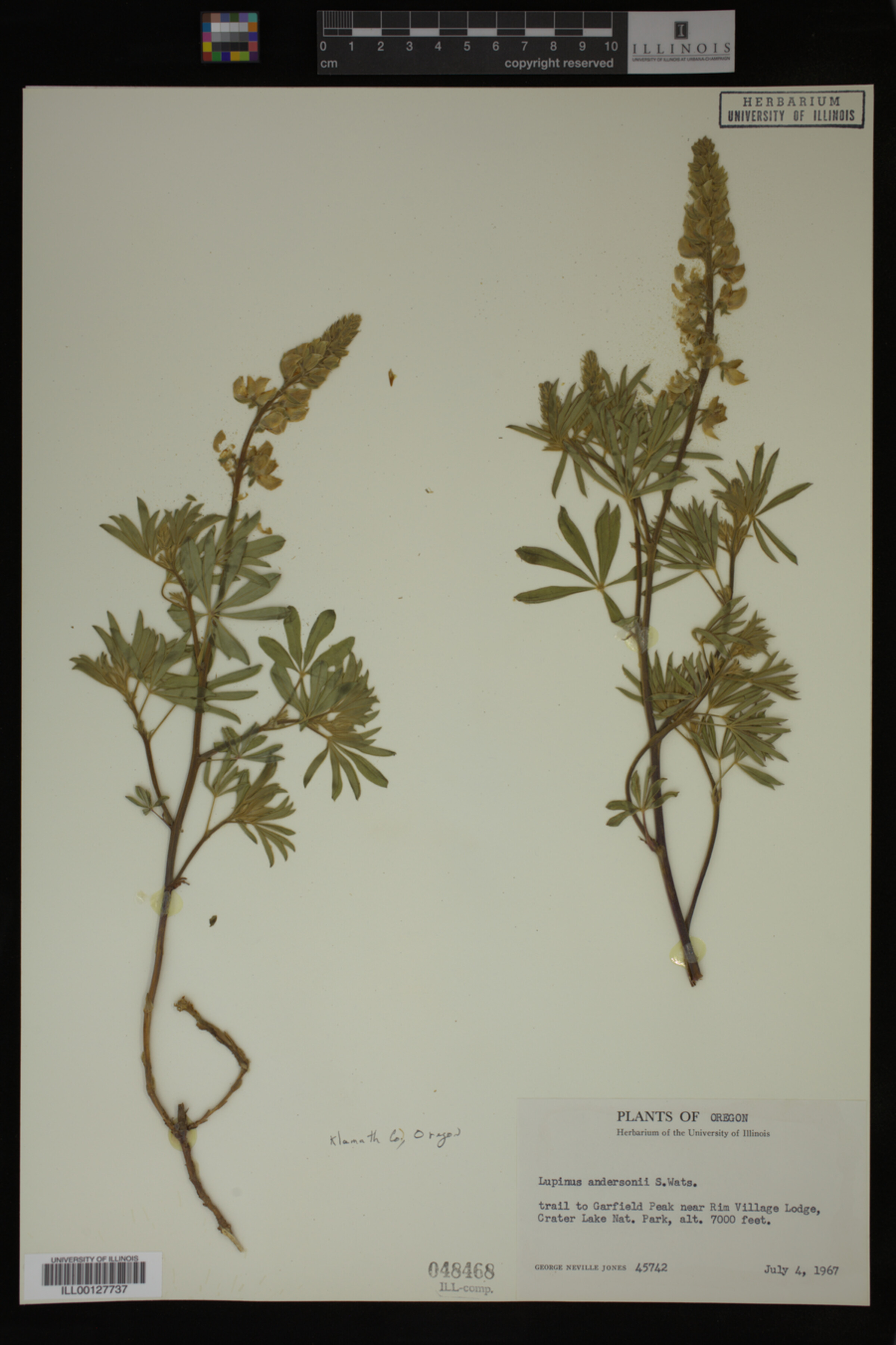 Lupinus andersonii image