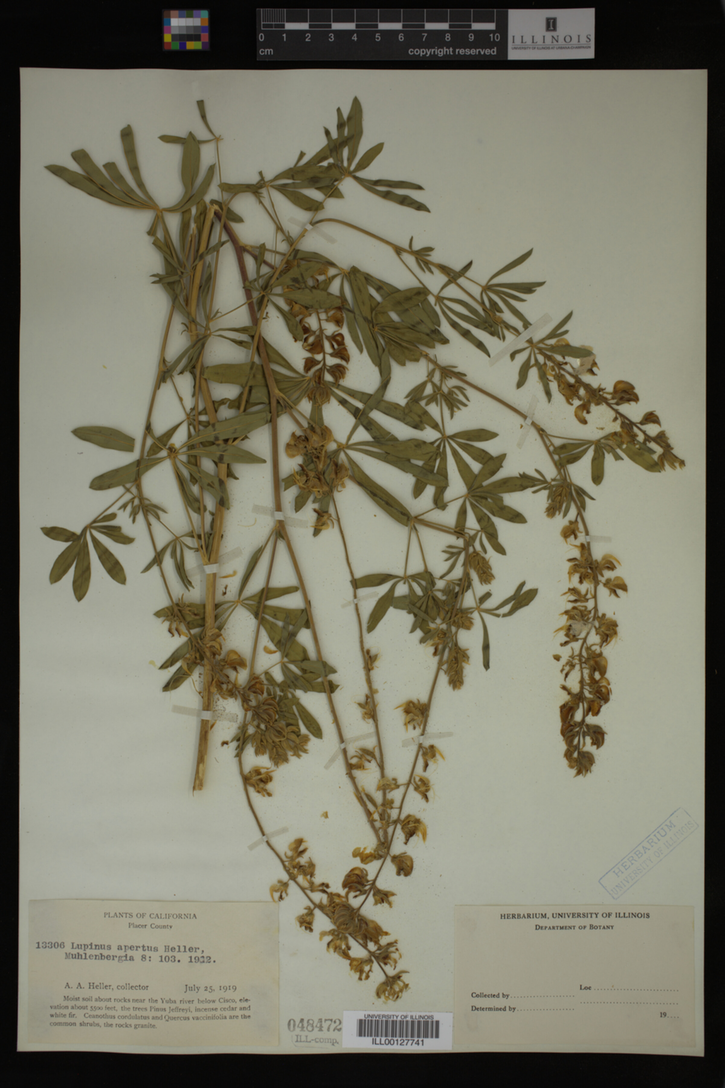 Lupinus apertus image