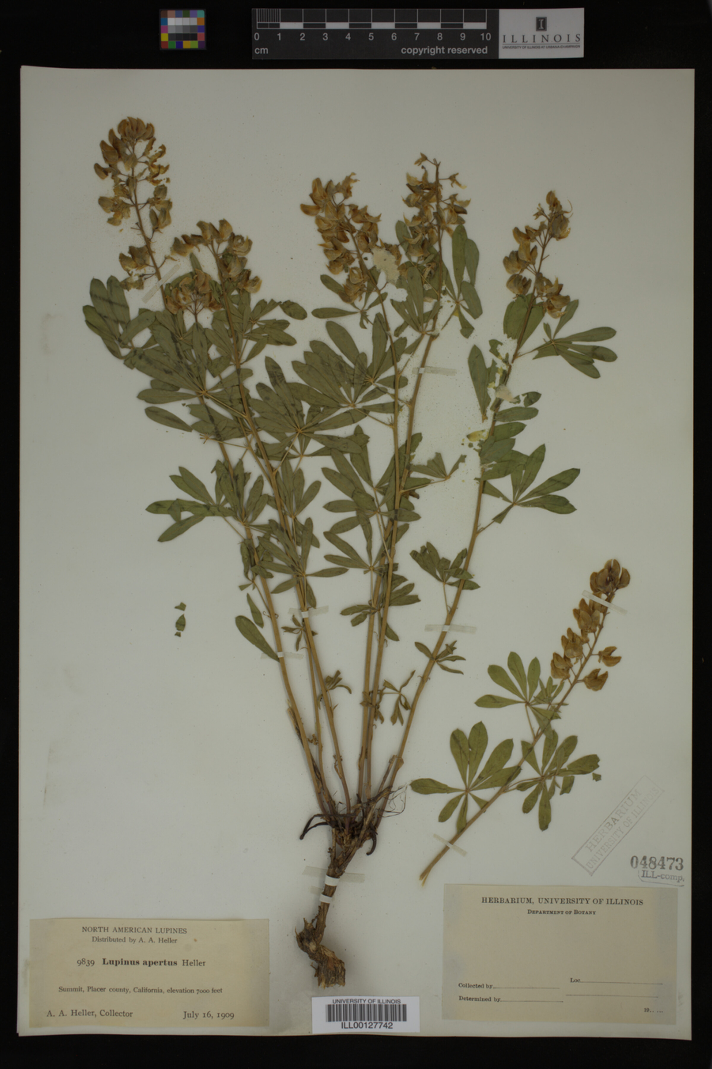 Lupinus apertus image