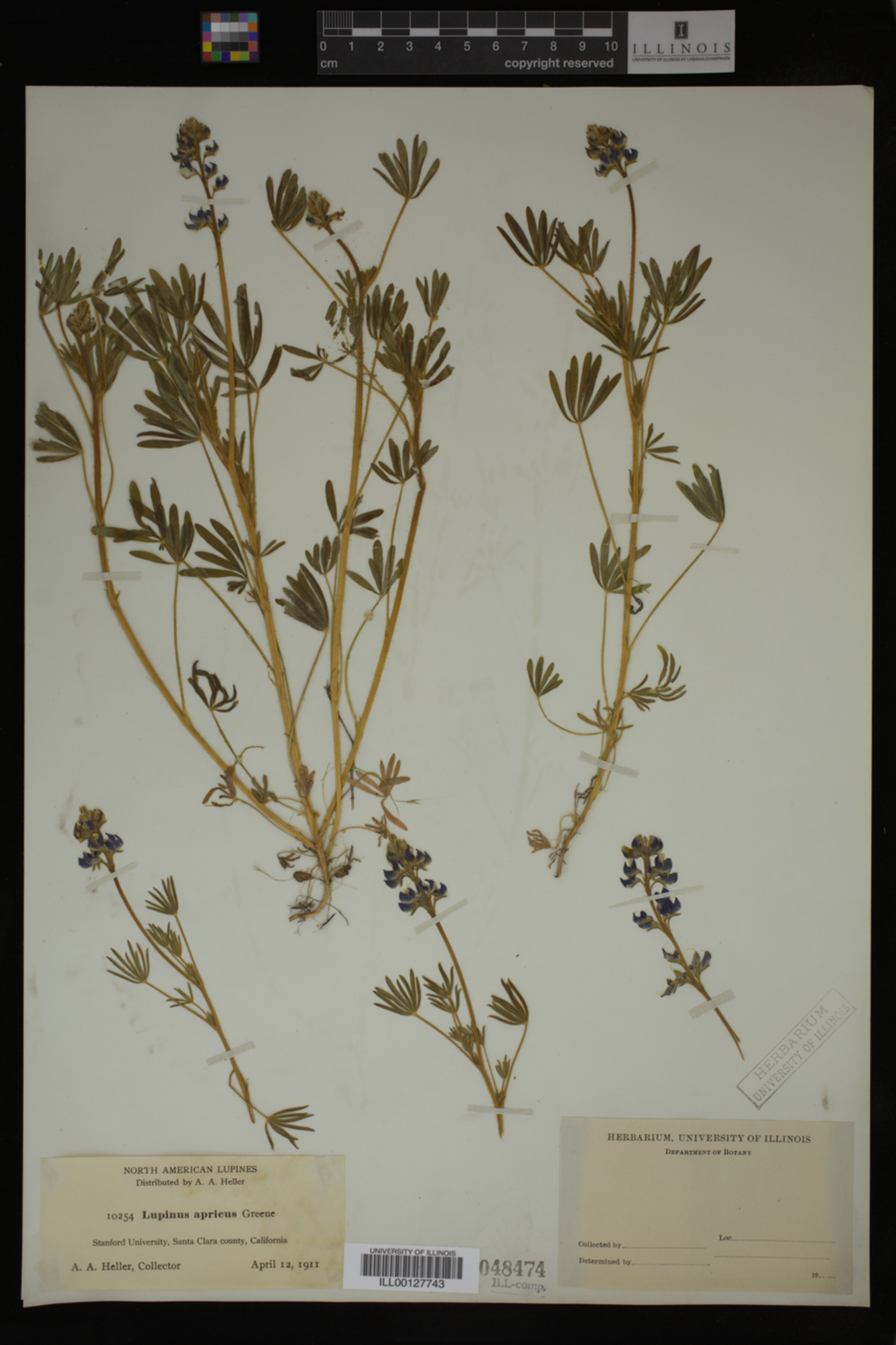 Lupinus apricus image