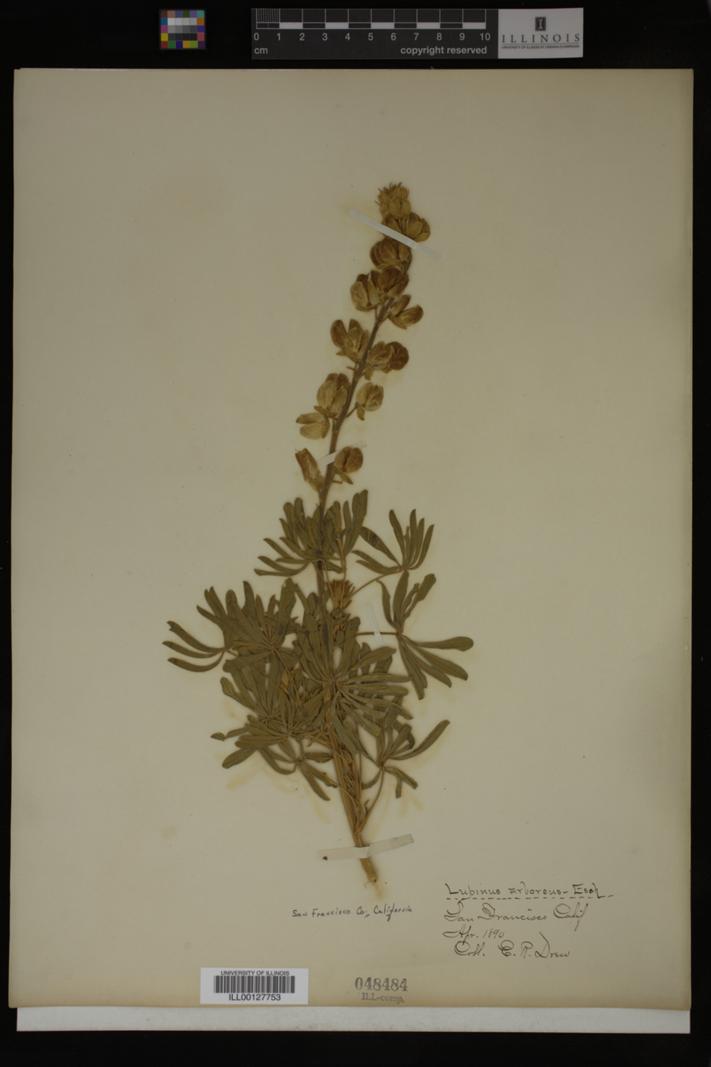 Lupinus arboreus image