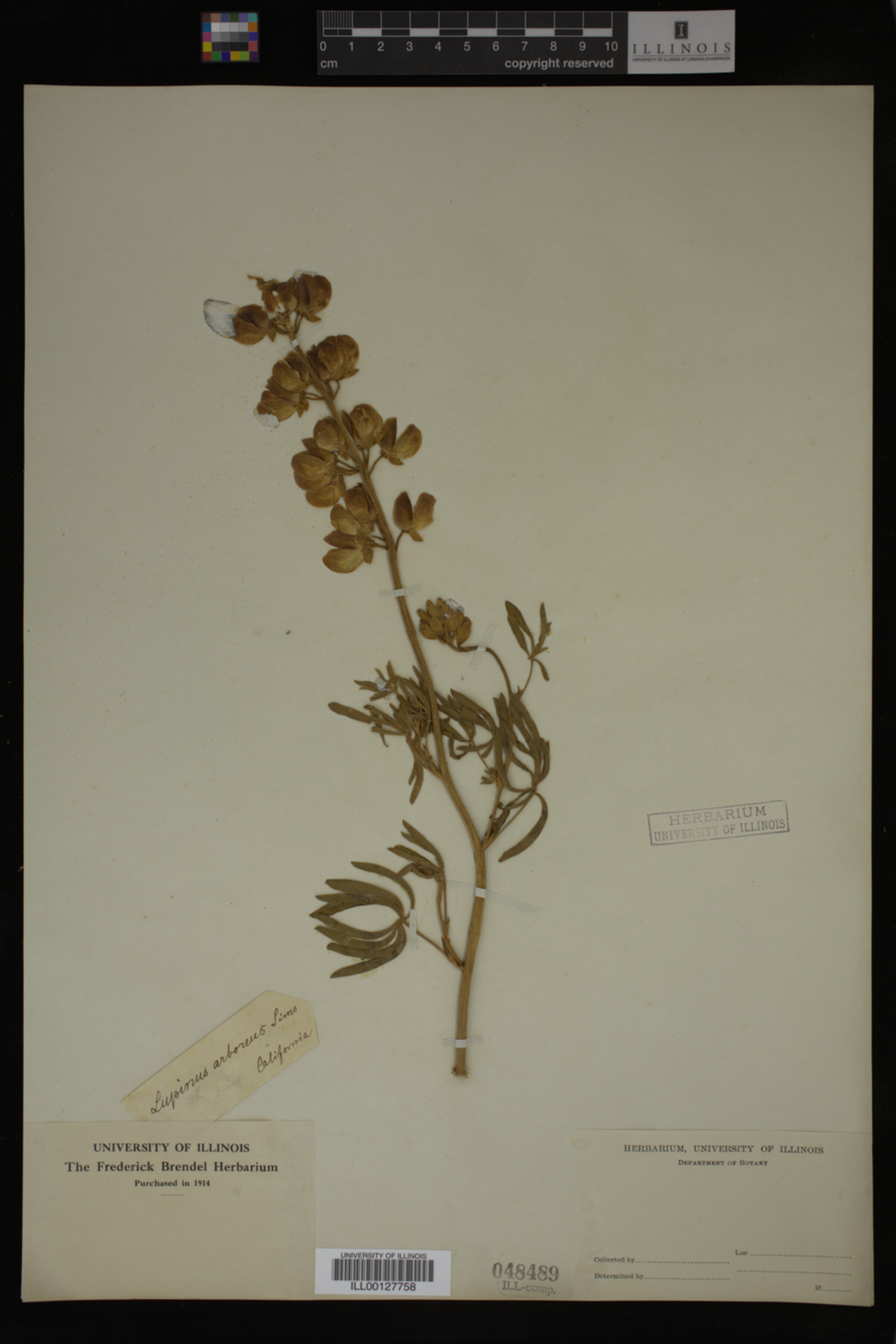Lupinus arboreus image