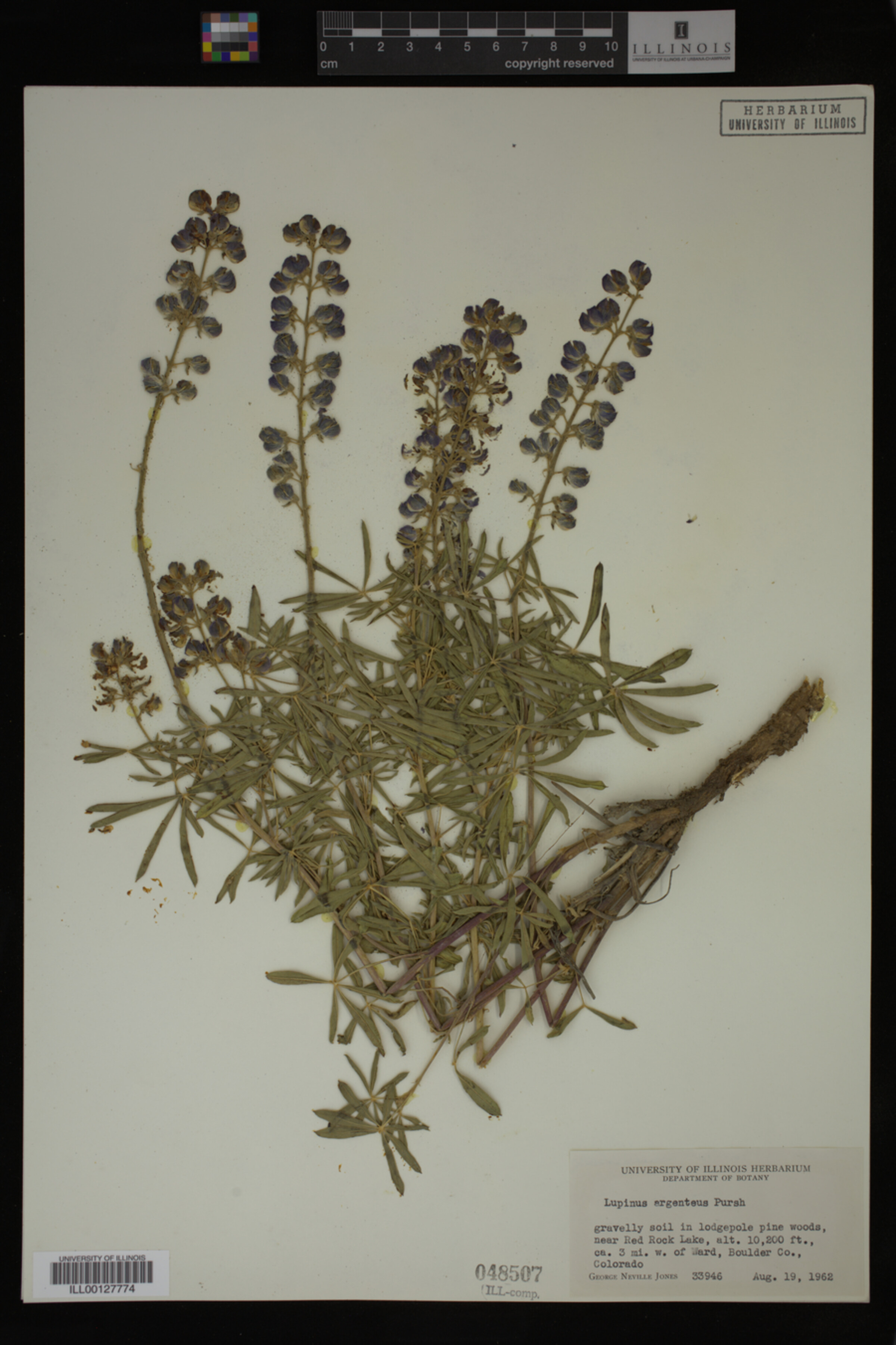 Lupinus argenteus image