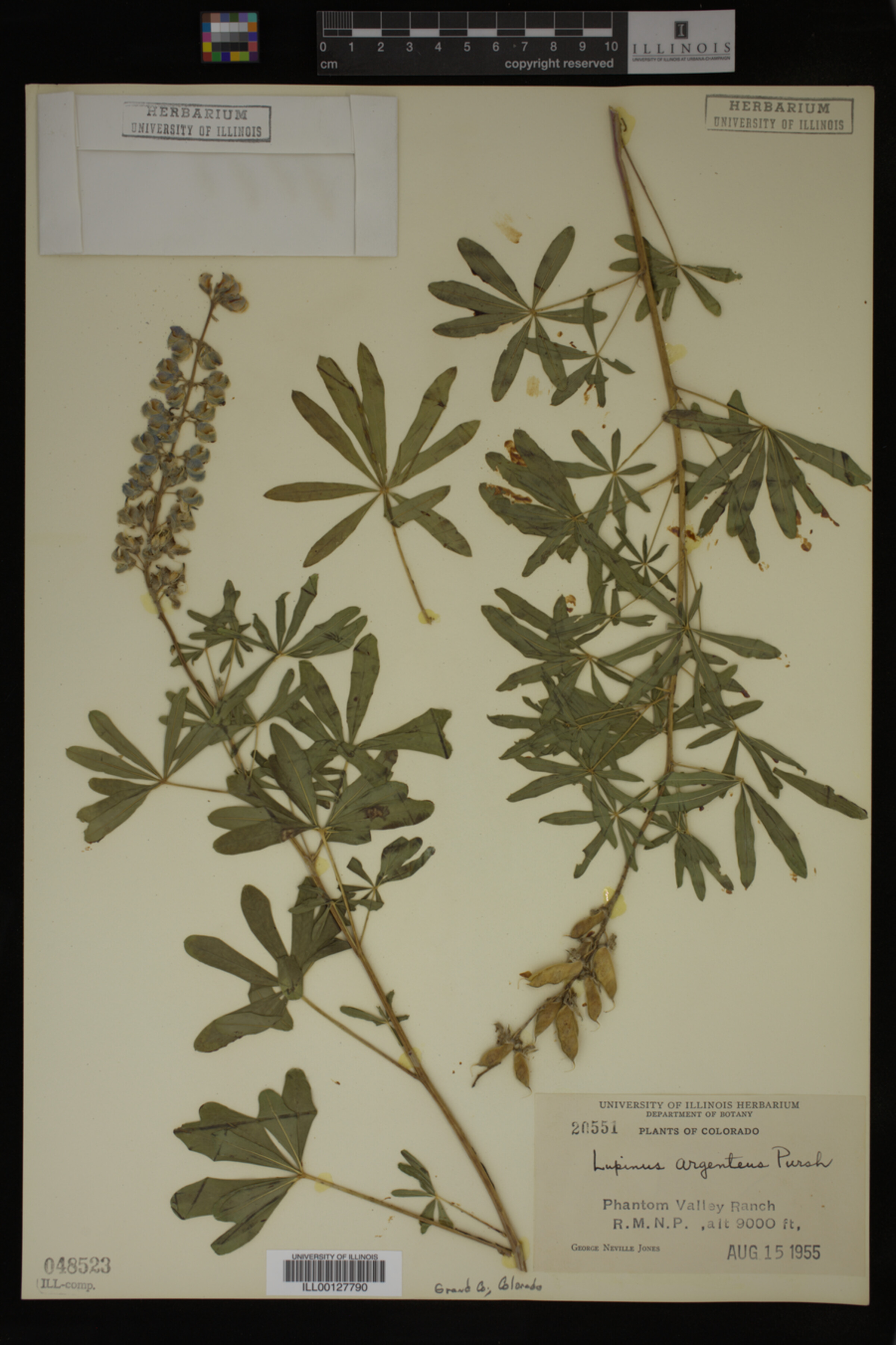 Lupinus argenteus image