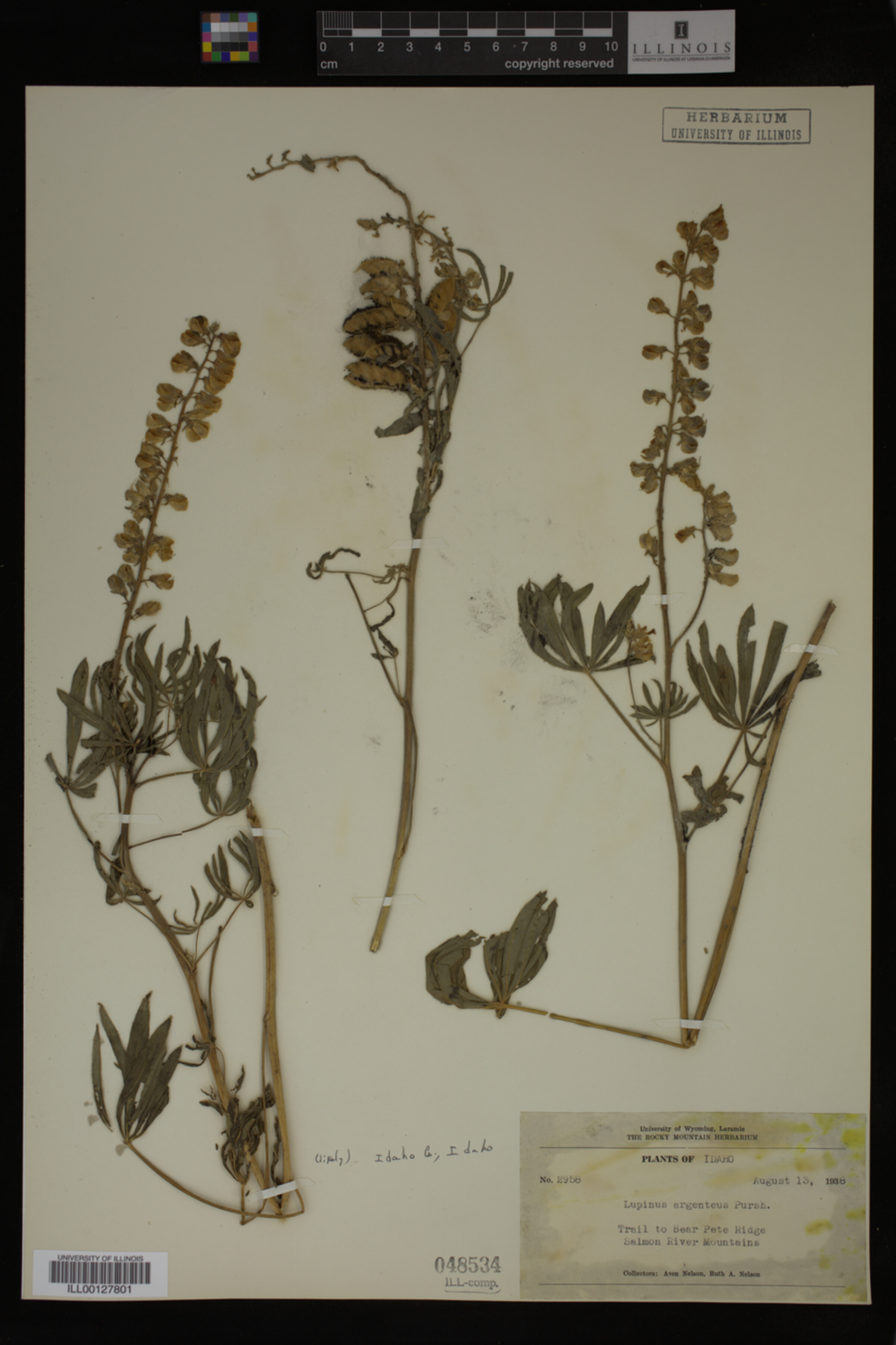 Lupinus argenteus image