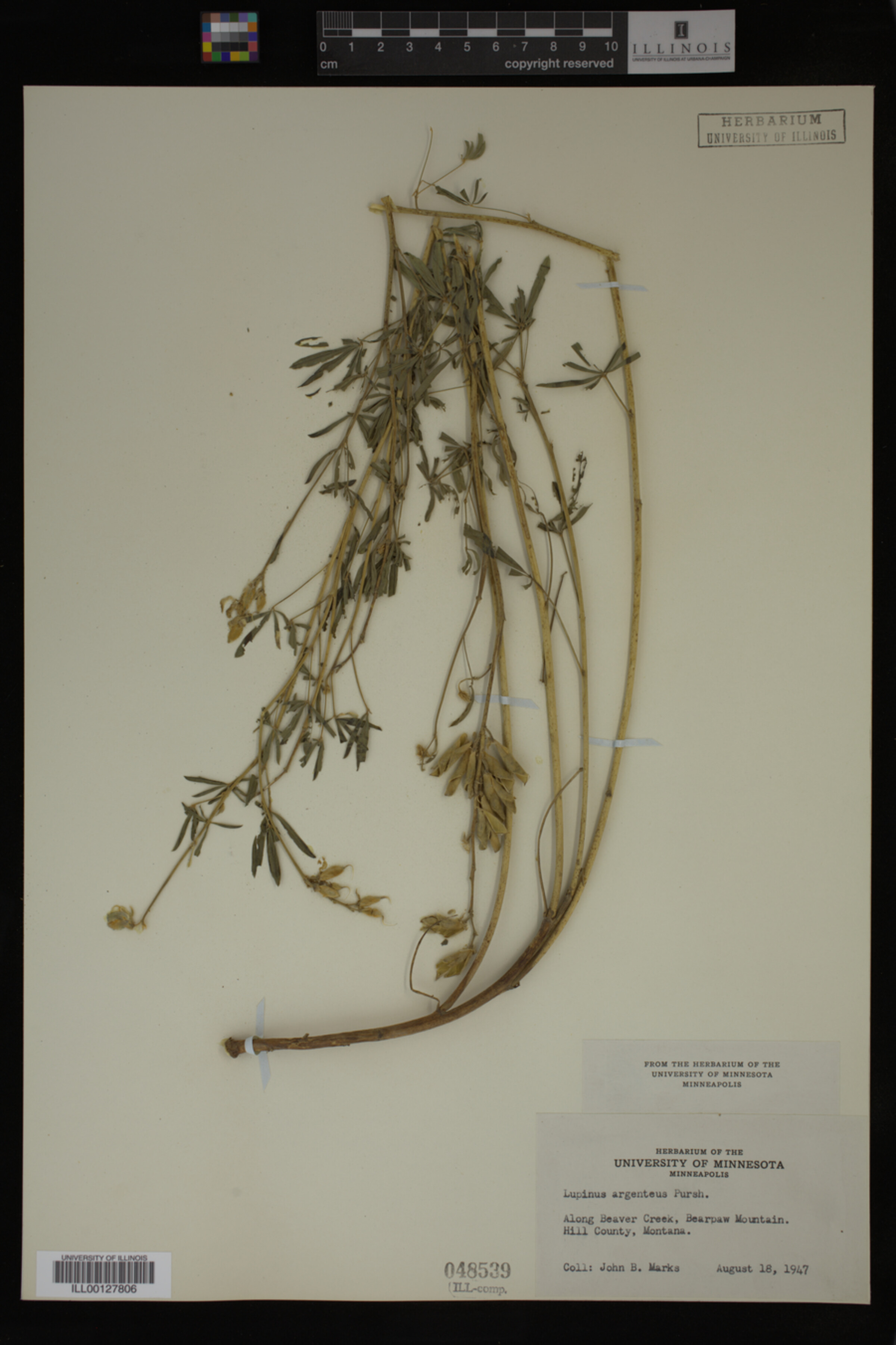 Lupinus argenteus image