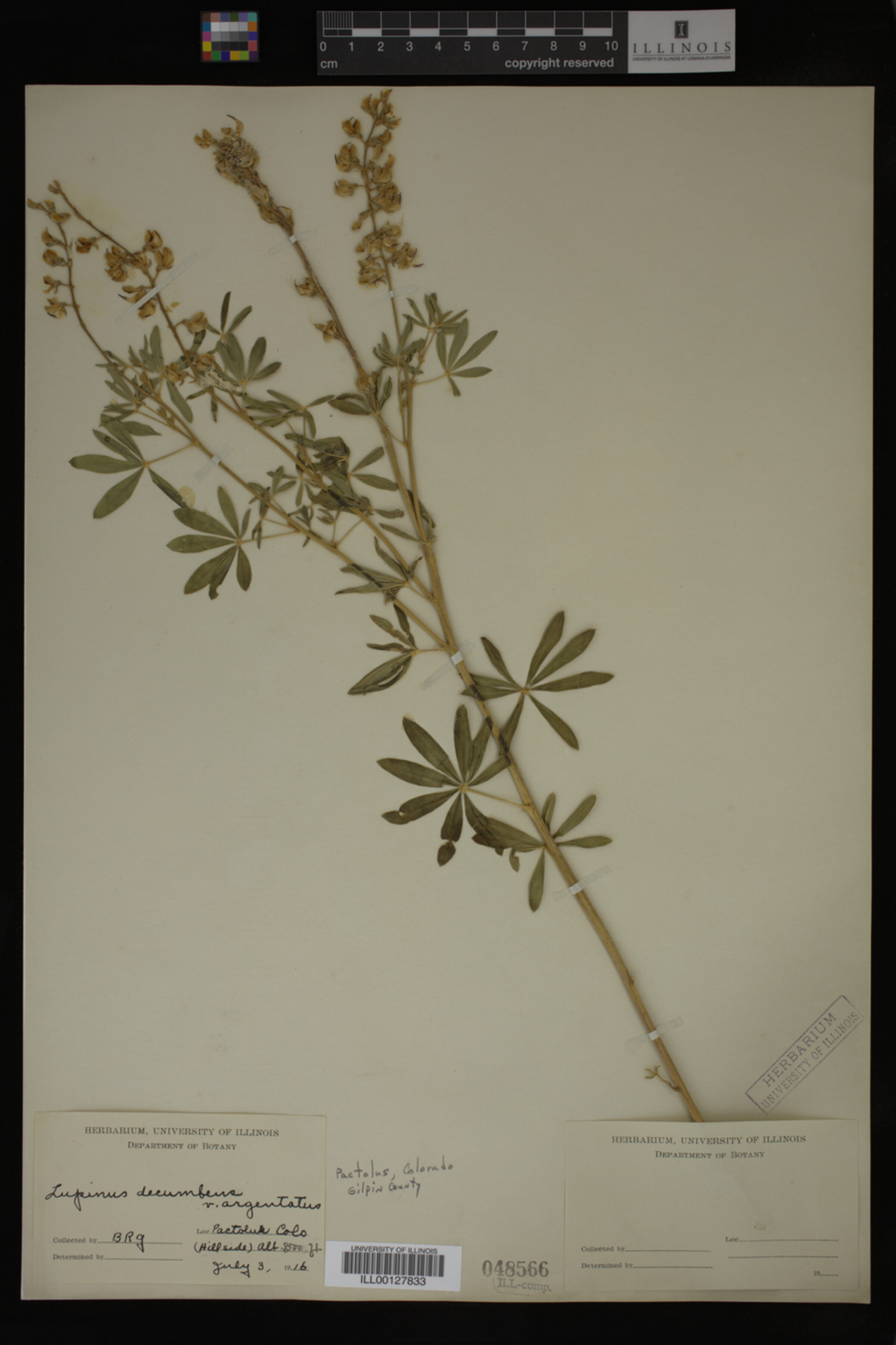 Lupinus argenteus ssp. spathulatus image