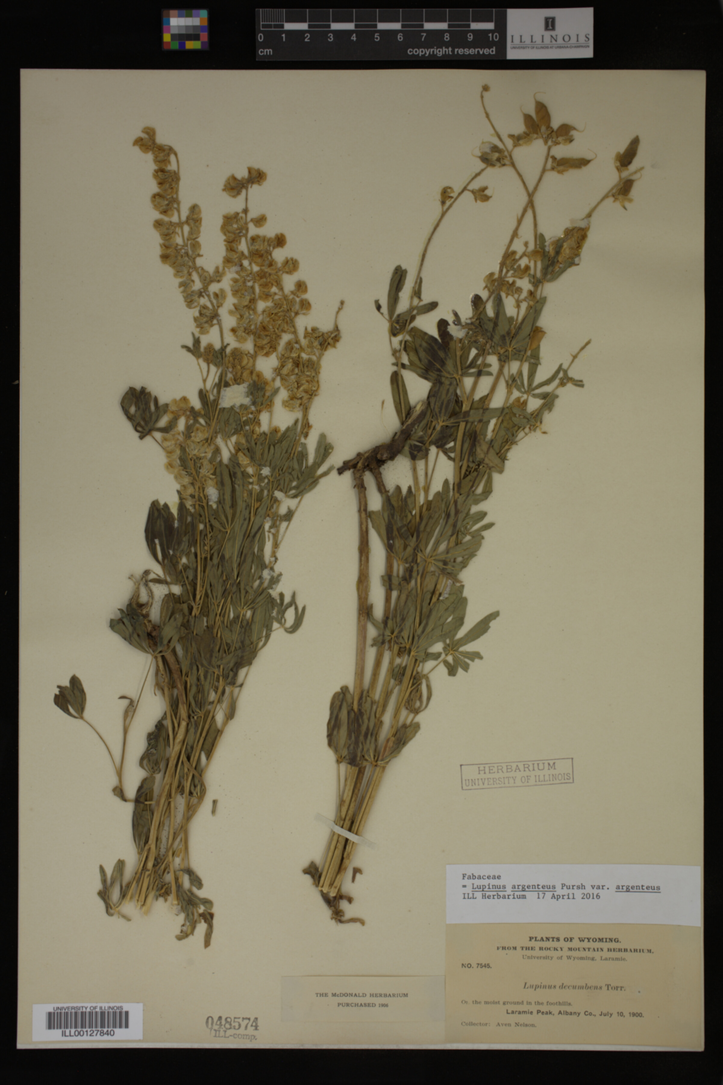 Lupinus argenteus image