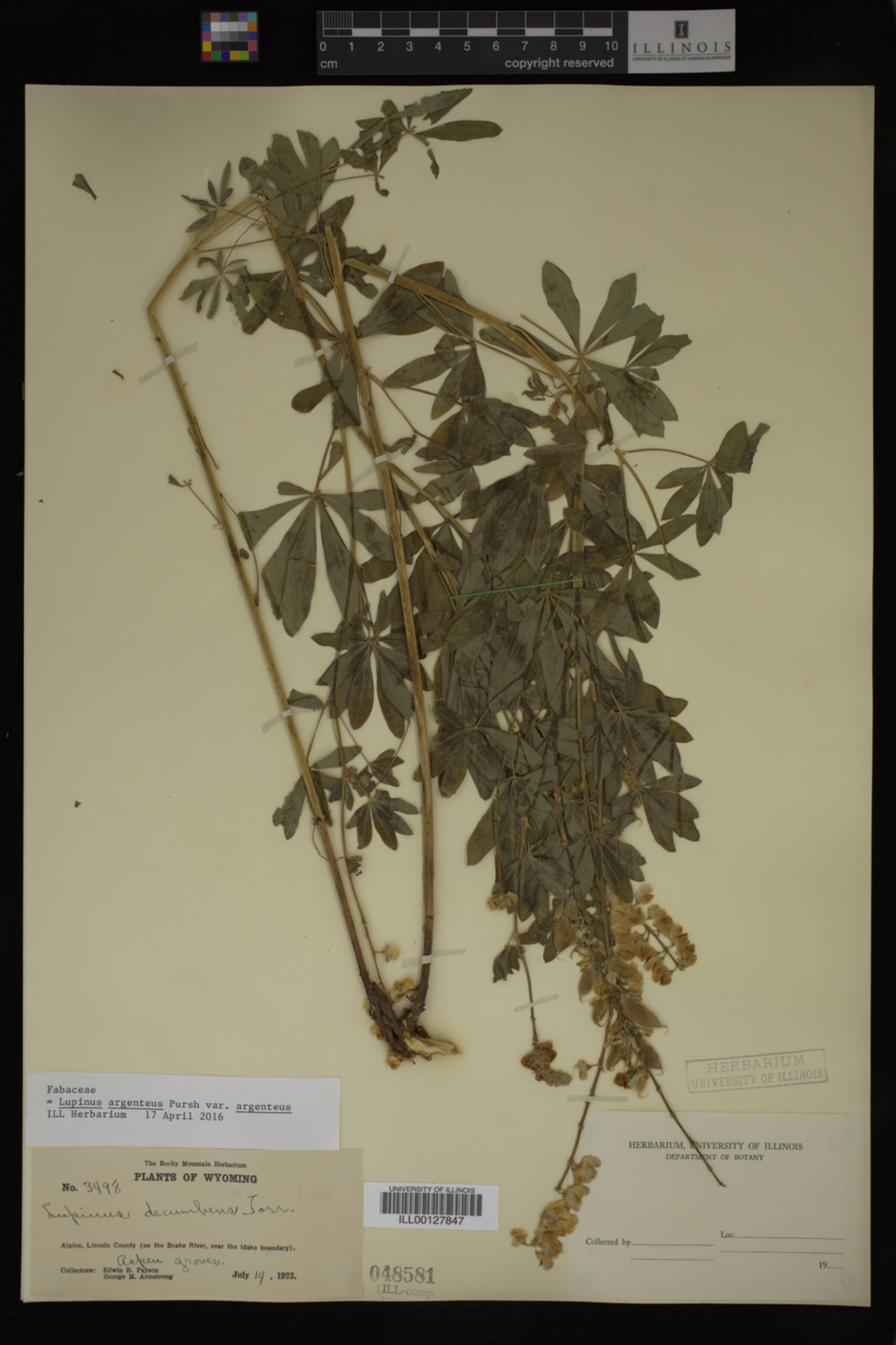 Lupinus argenteus image