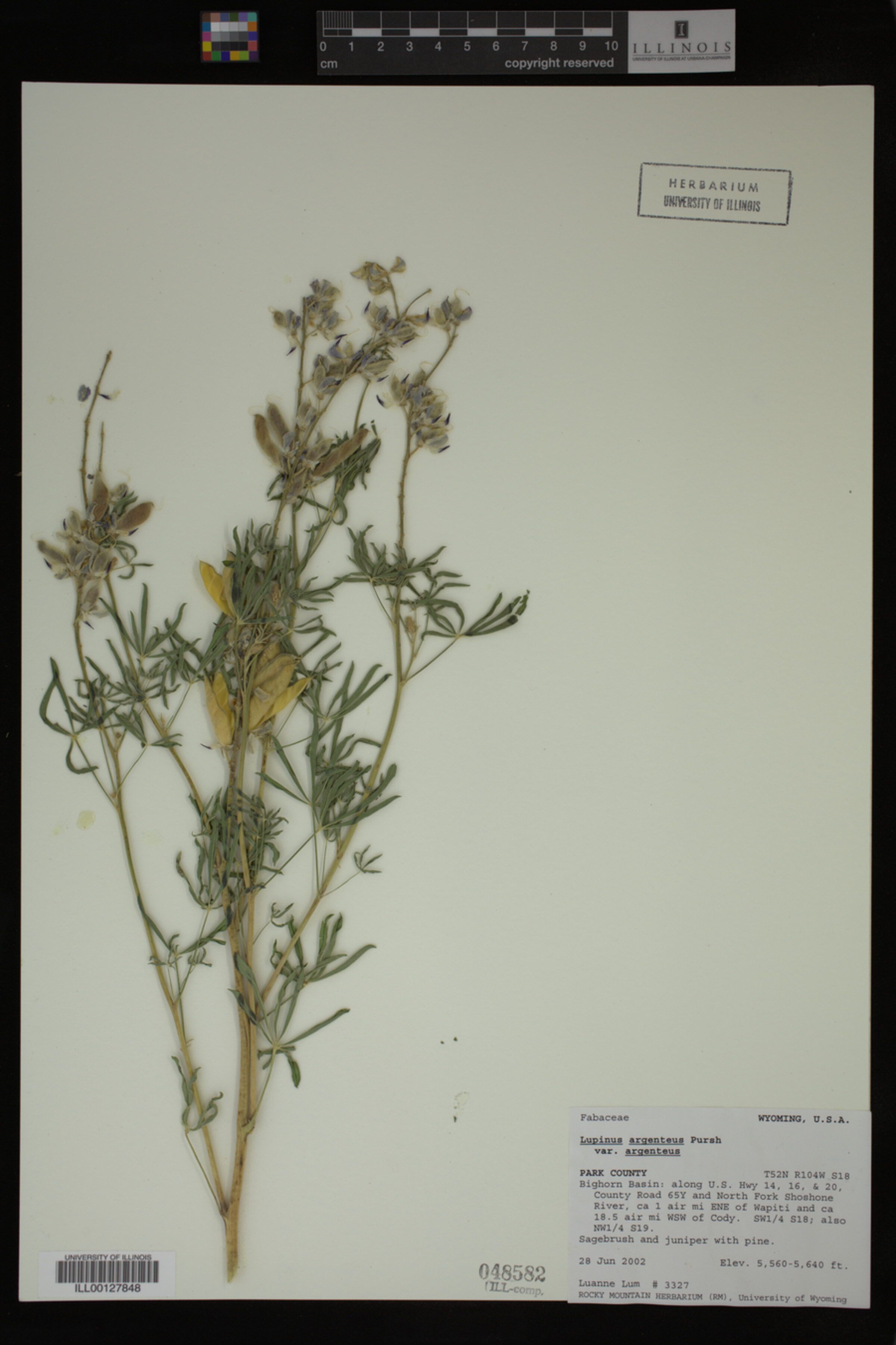 Lupinus argenteus var. argenteus image