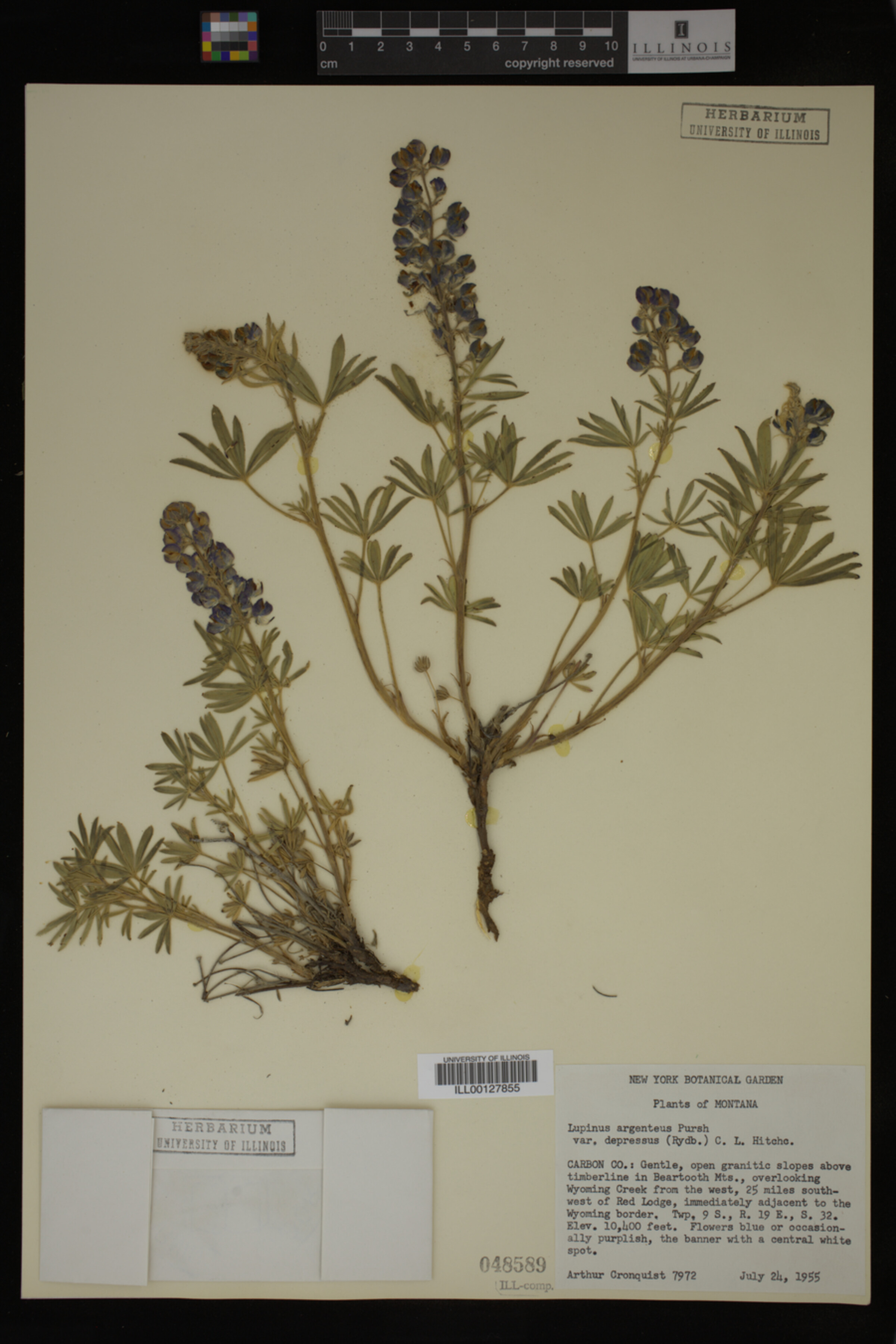 Lupinus depressus image