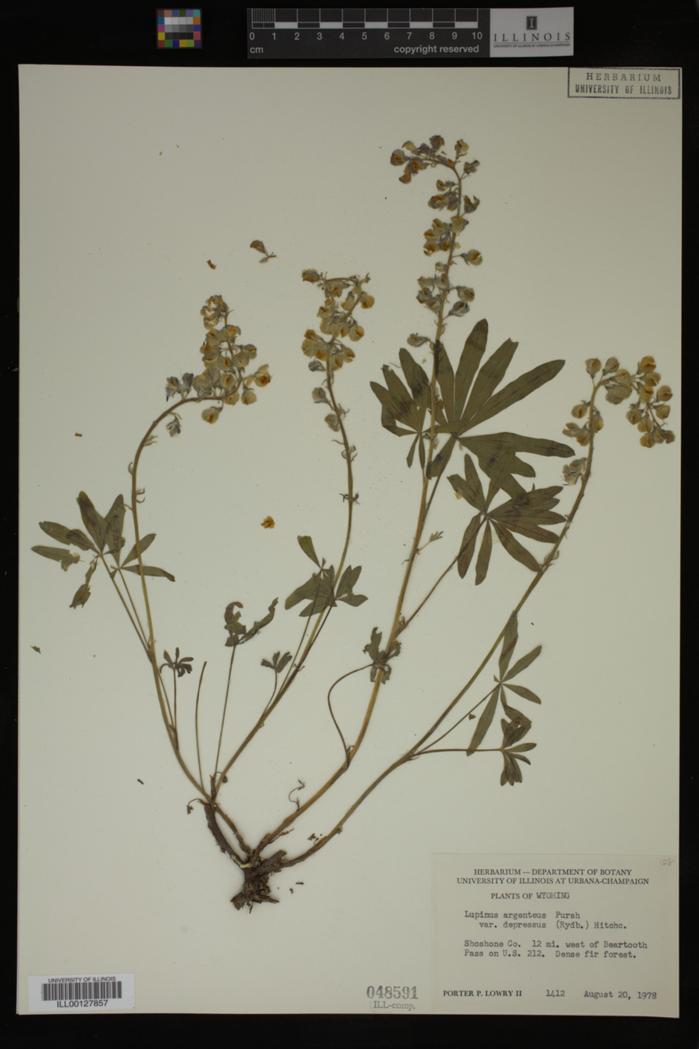 Lupinus depressus image