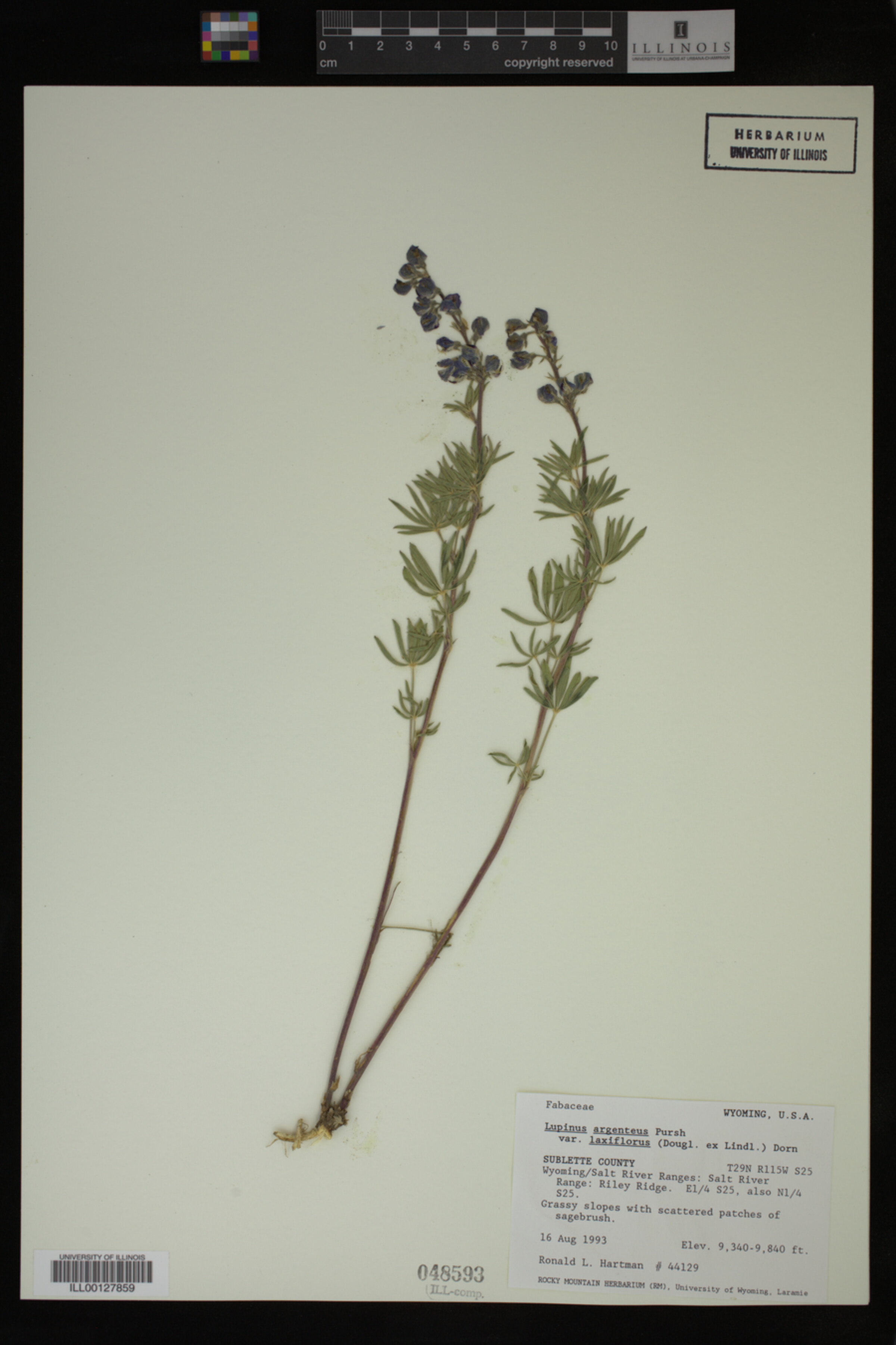 Lupinus argenteus var. laxiflorus image