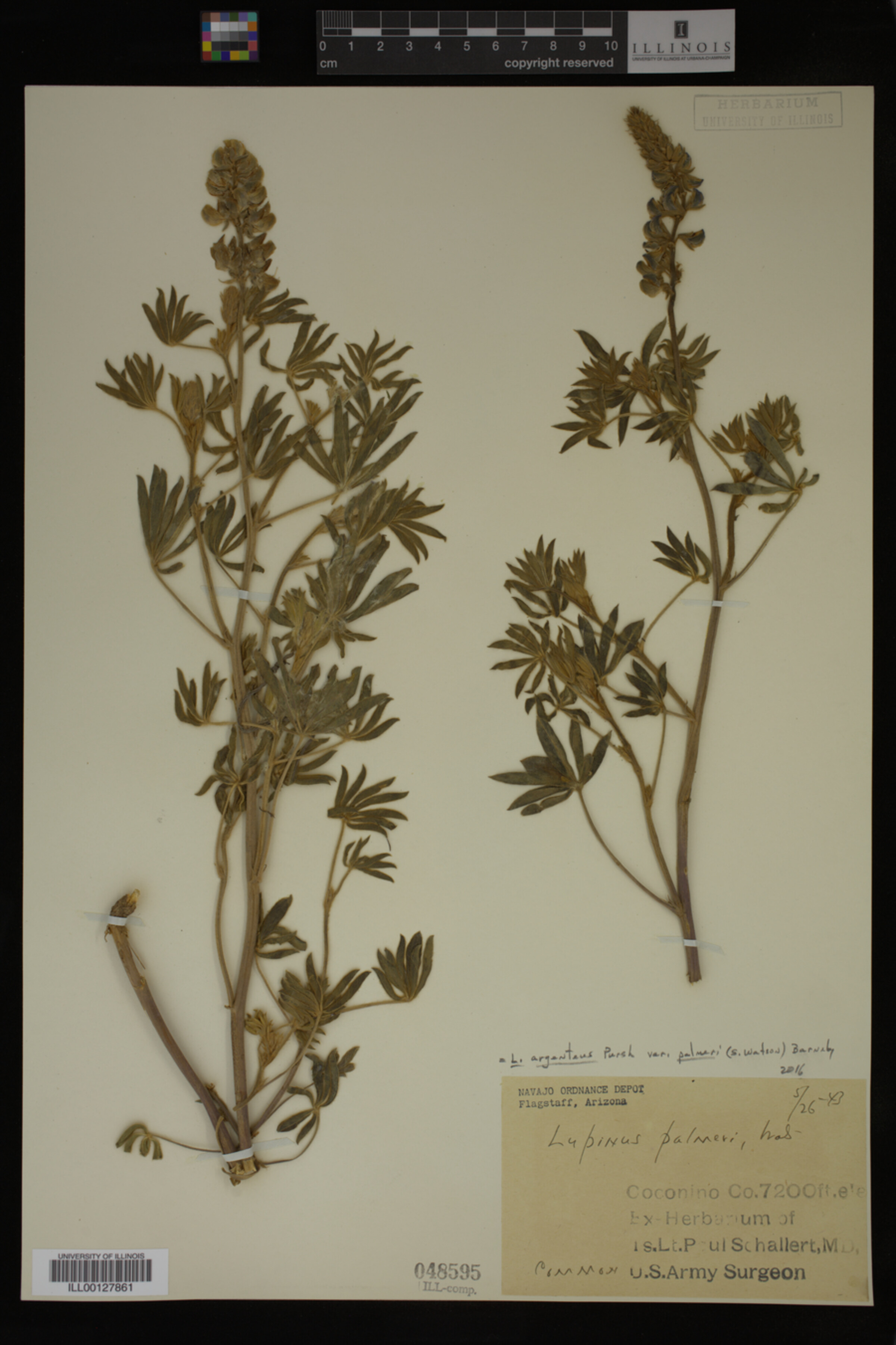 Lupinus palmeri image