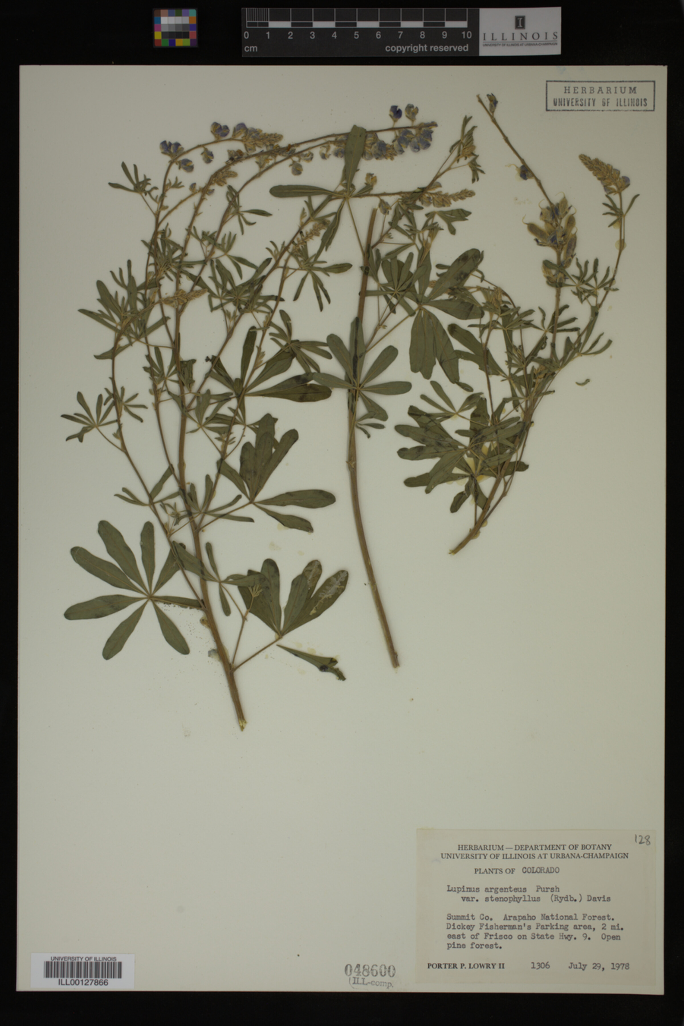 Lupinus argenteus image