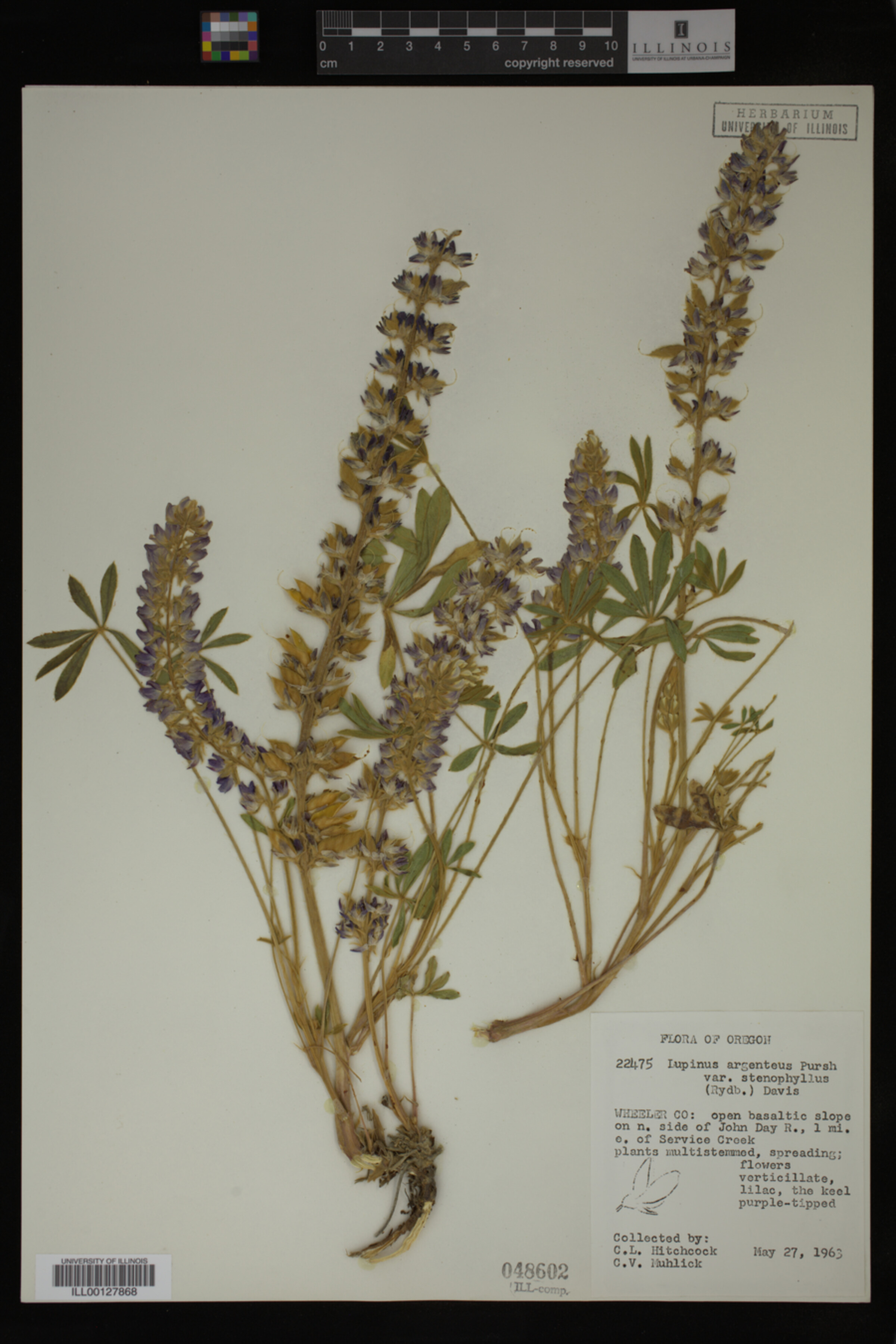 Lupinus argenteus var. stenophyllus image