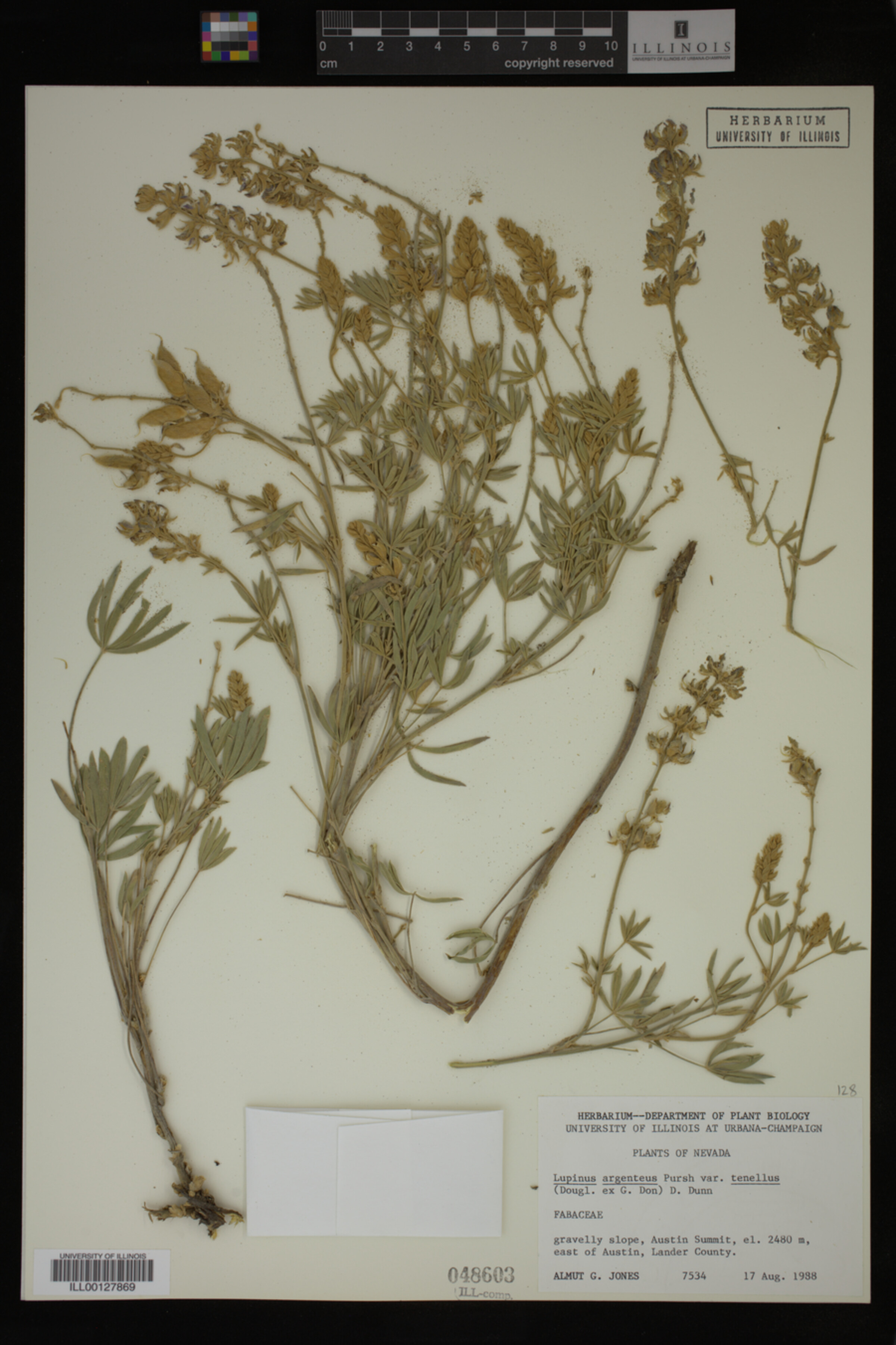 Lupinus argenteus var. tenellus image