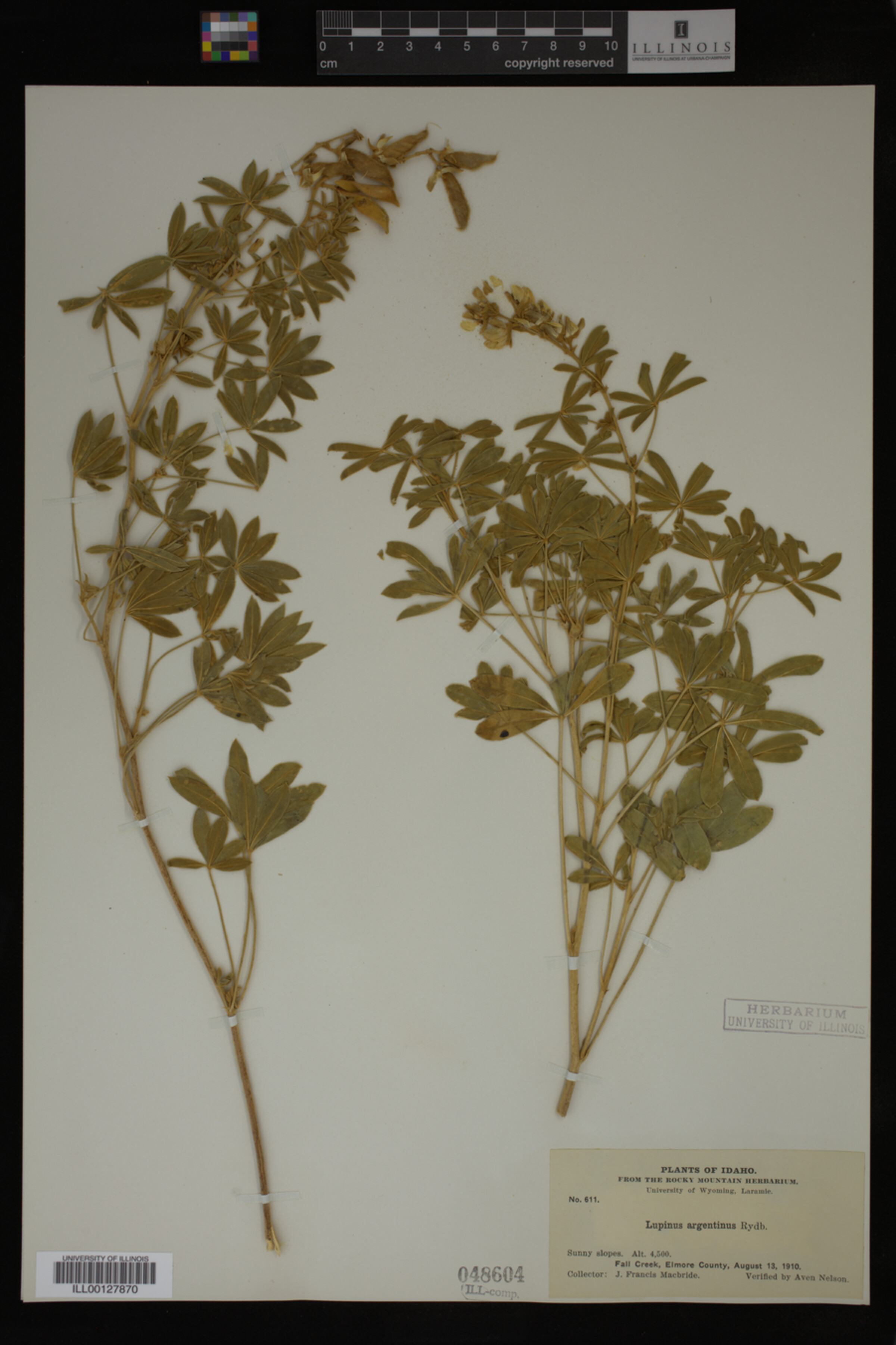 Lupinus argentinus image
