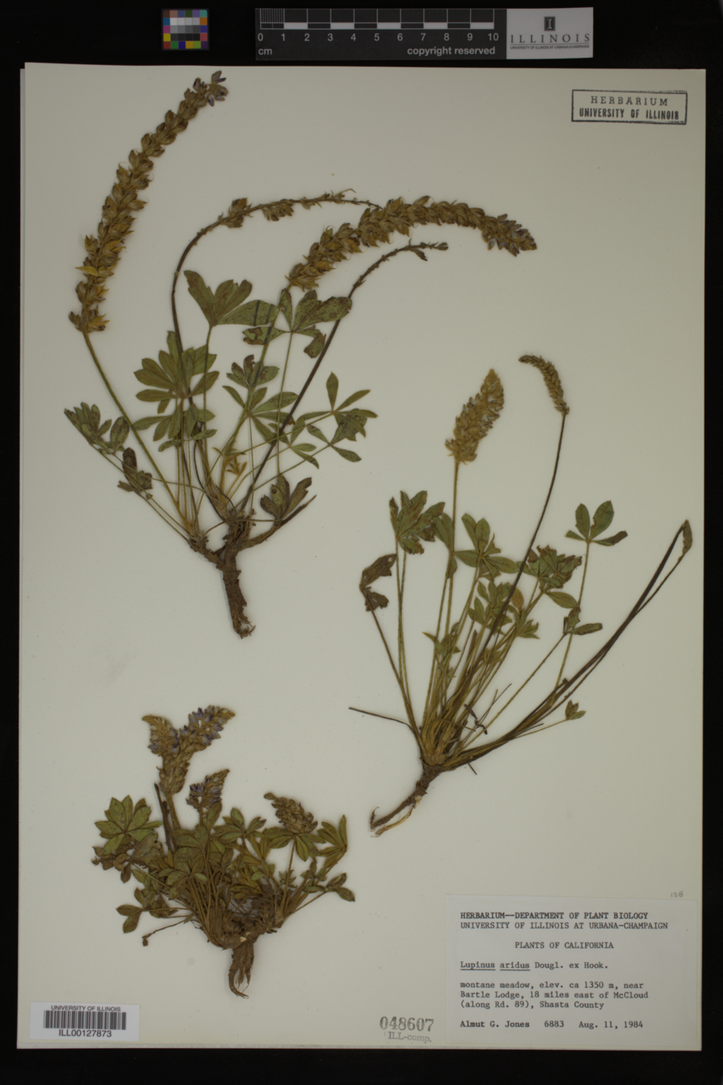 Lupinus aridus image