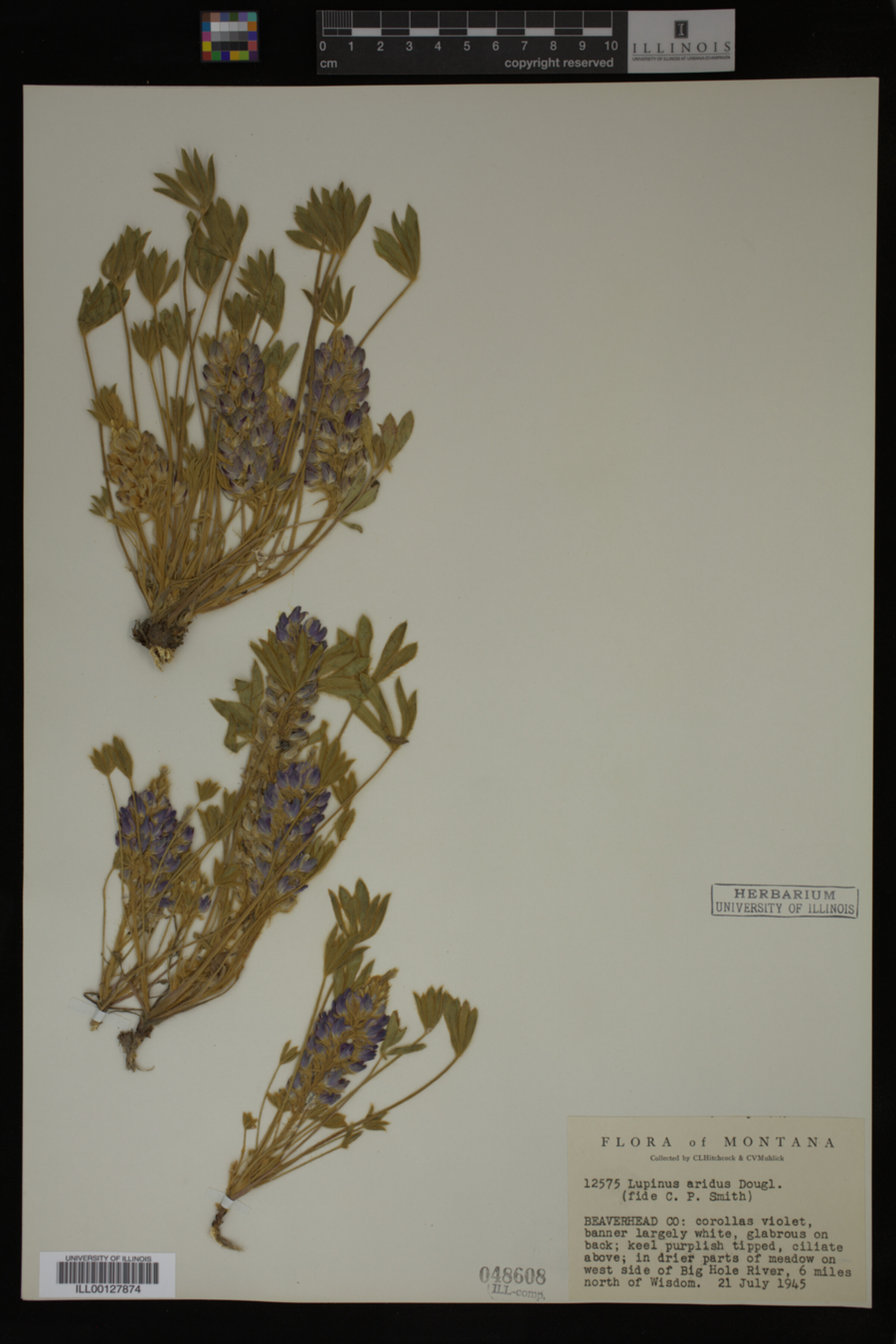 Lupinus aridus image