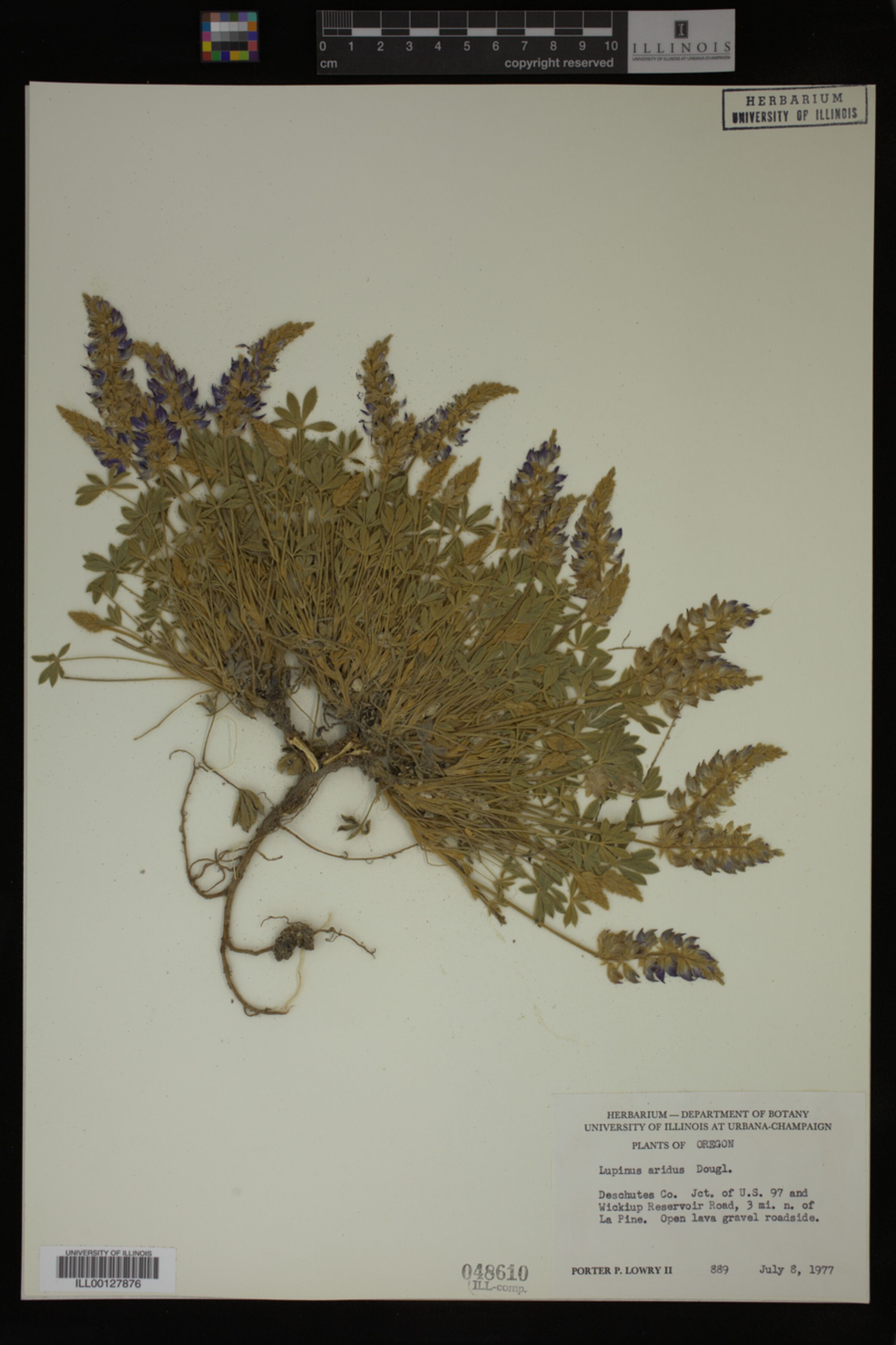 Lupinus aridus image