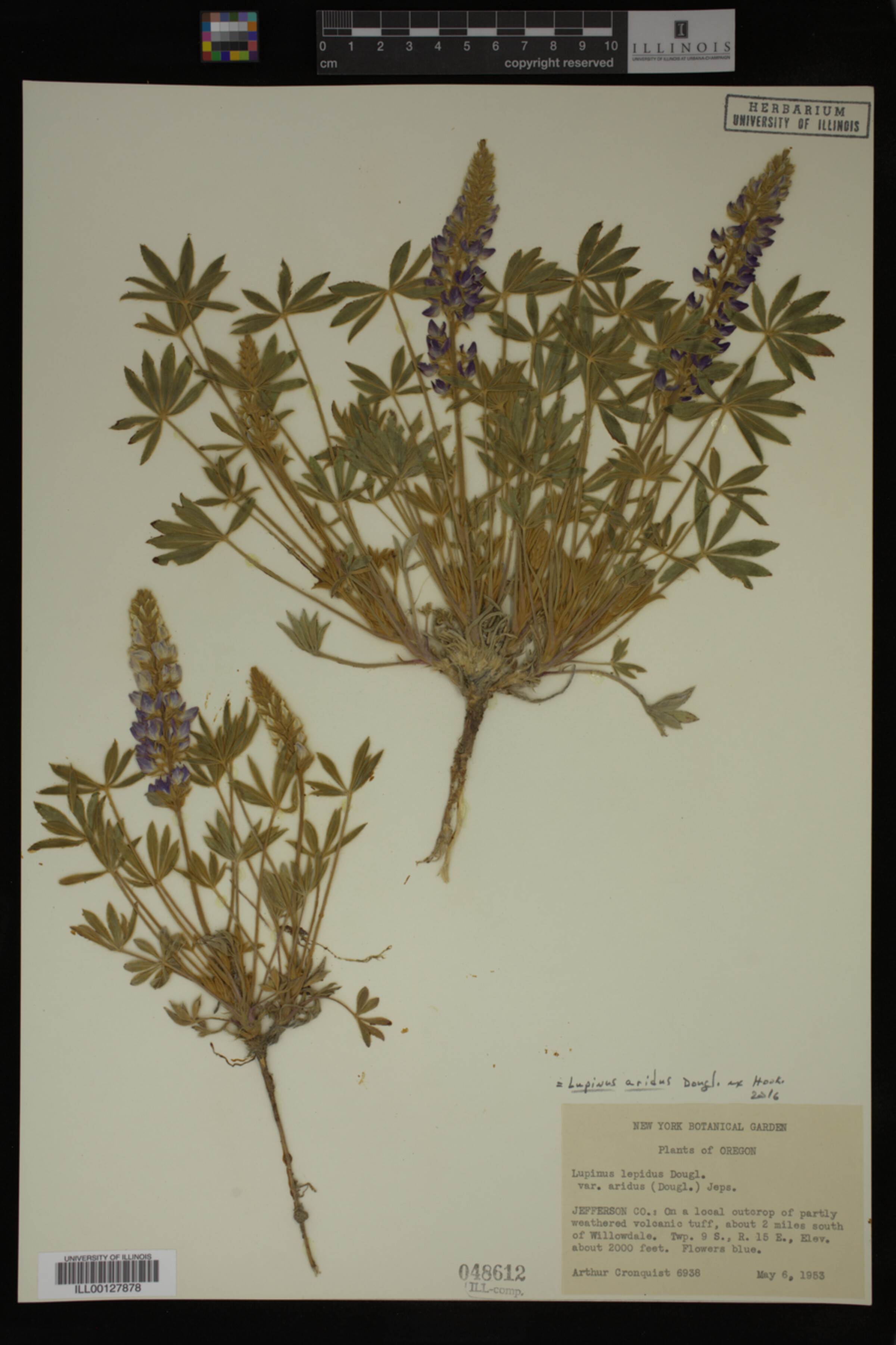 Lupinus aridus image