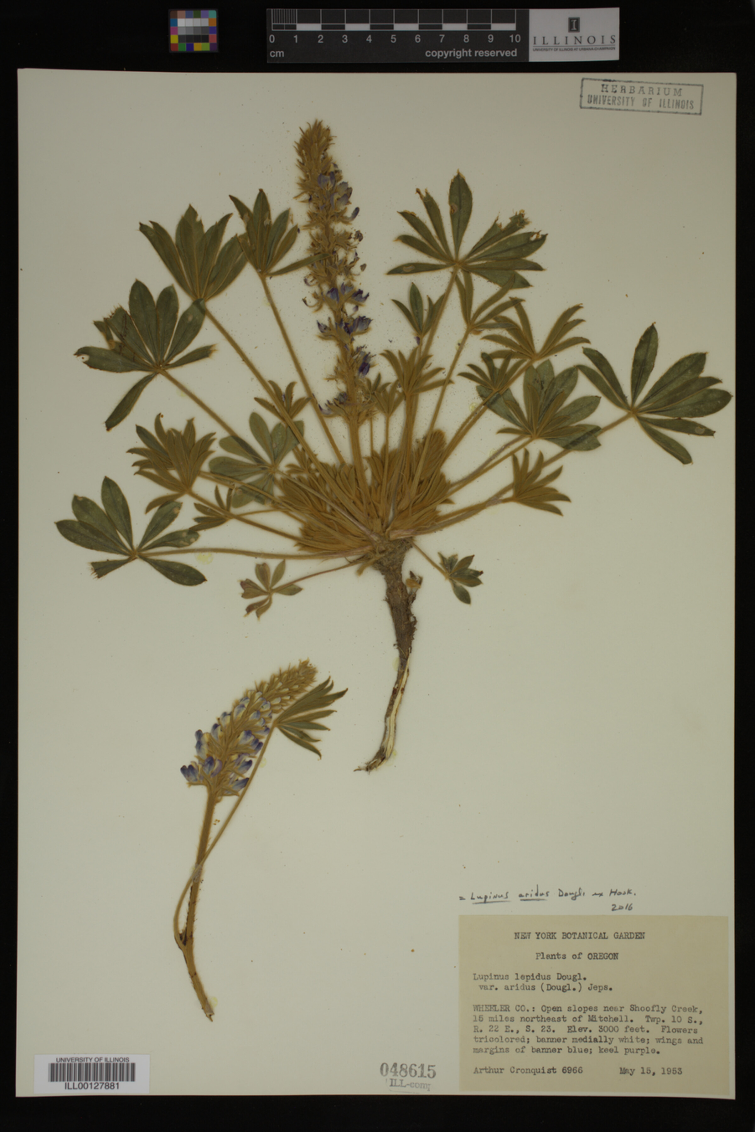 Lupinus aridus image