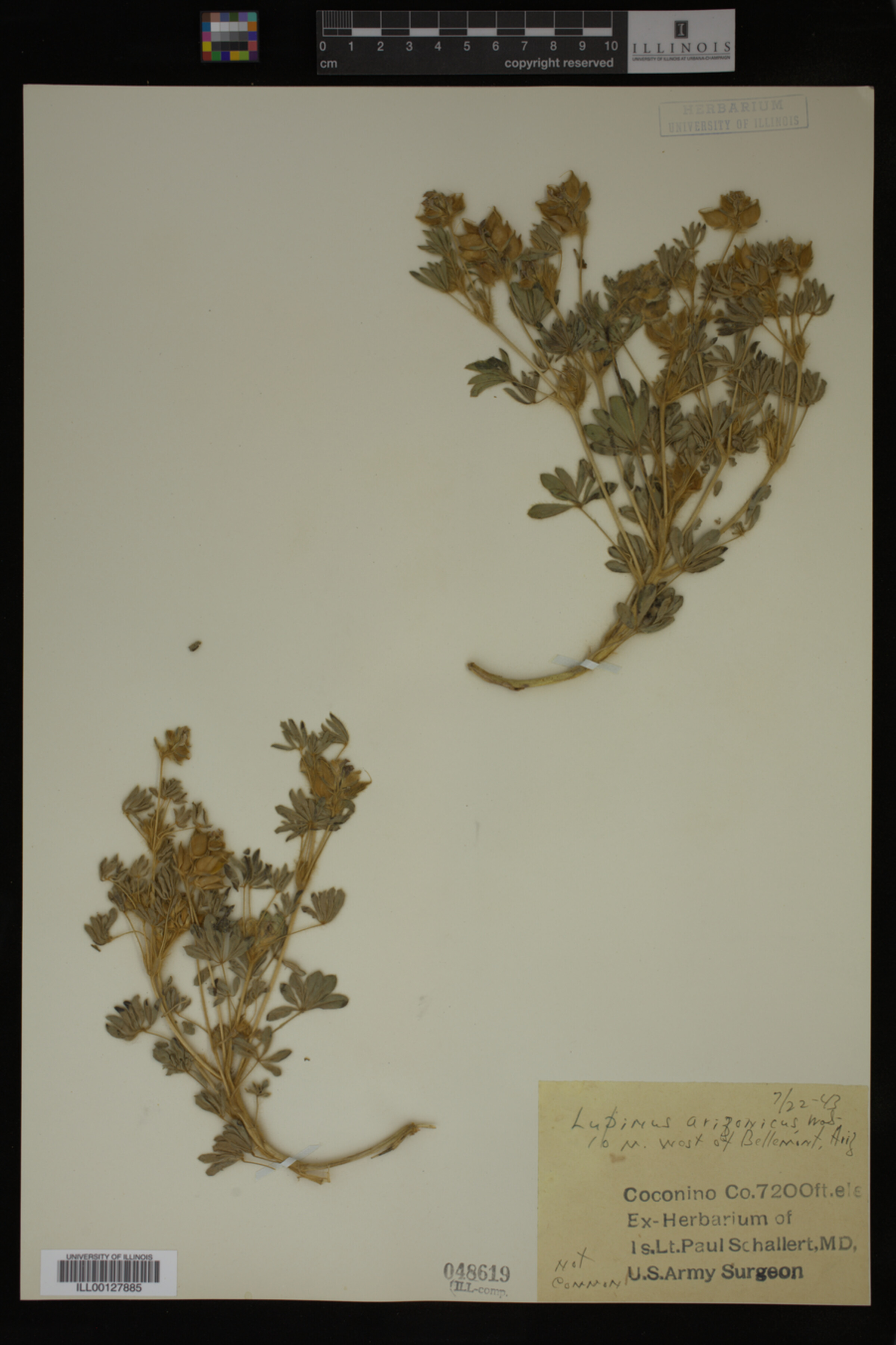 Lupinus arizonicus image