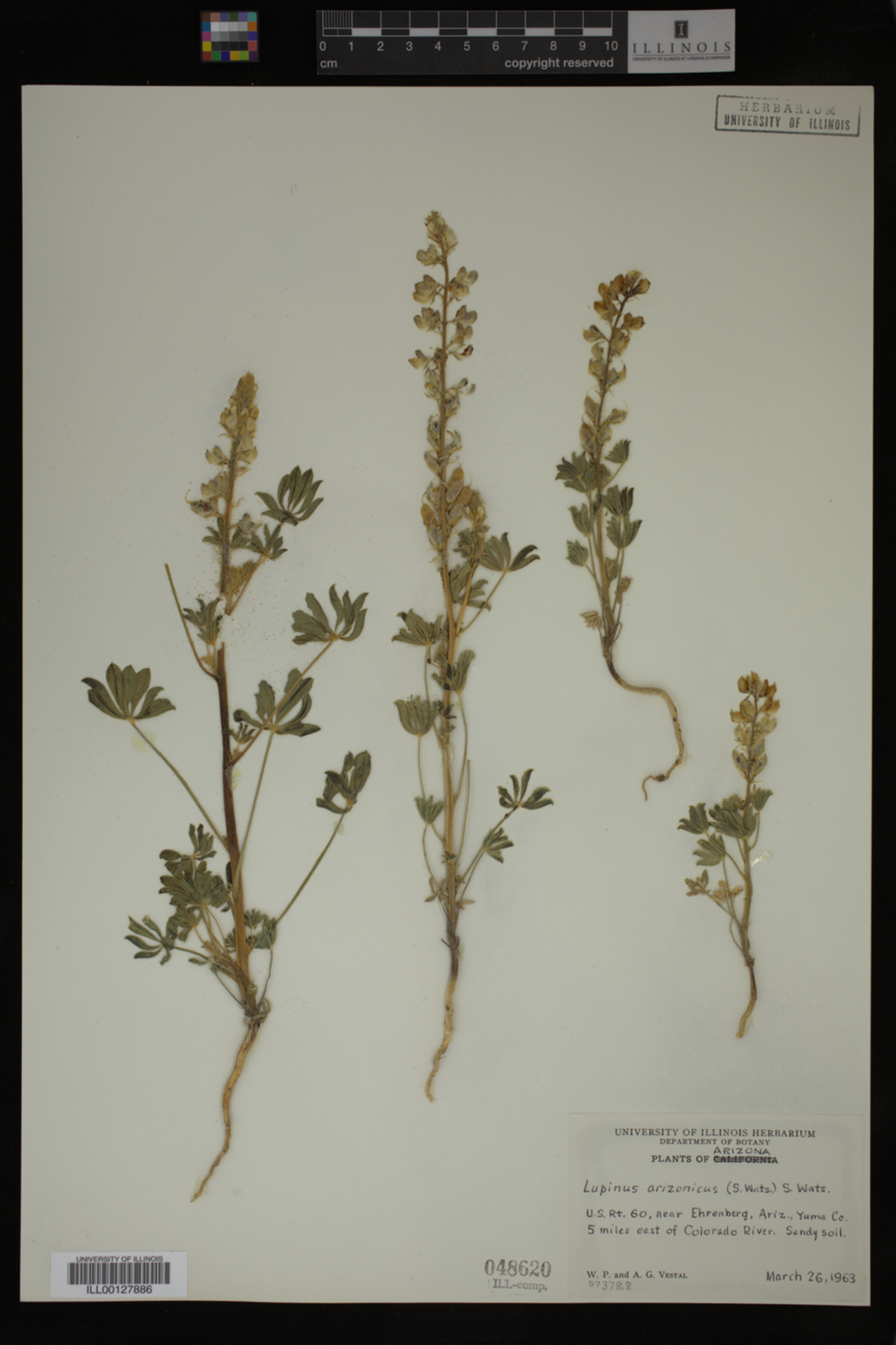 Lupinus arizonicus image
