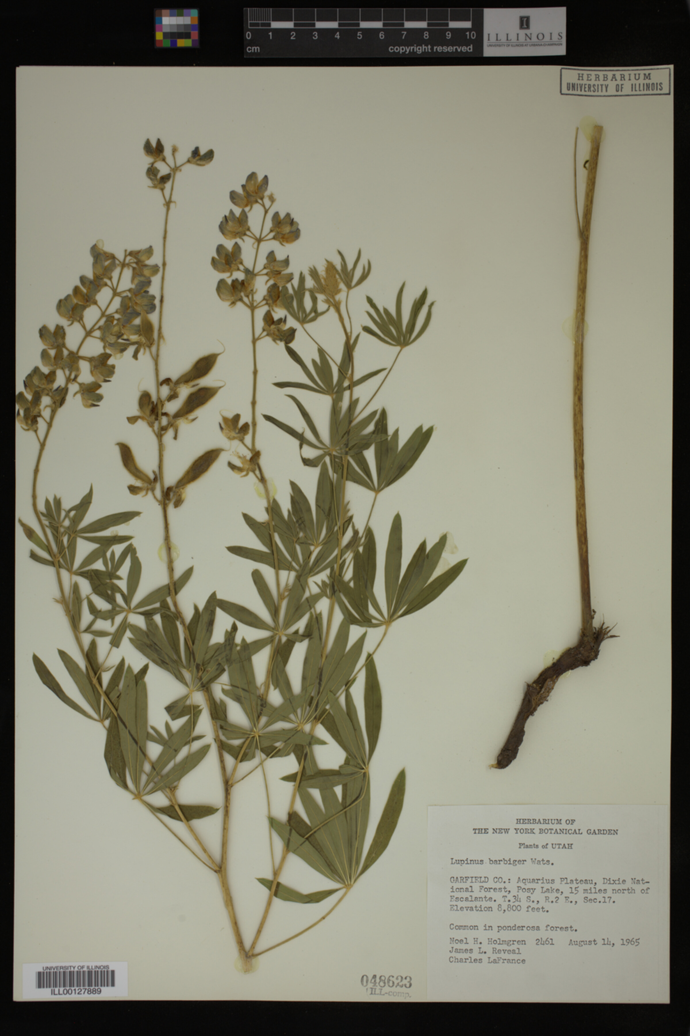 Lupinus barbiger image
