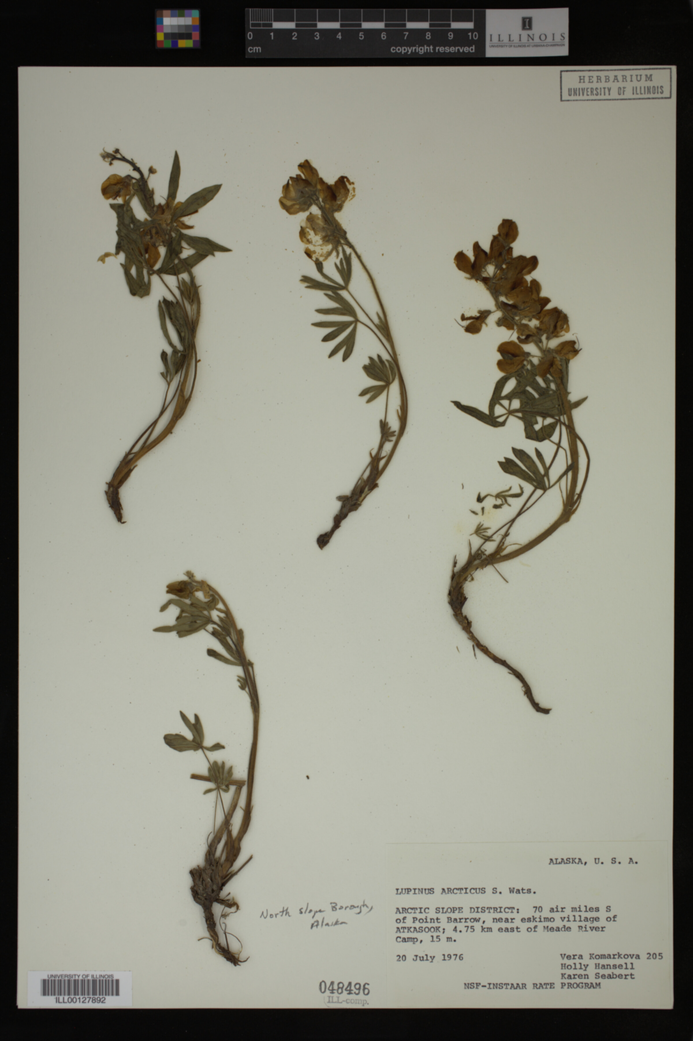 Lupinus arcticus image