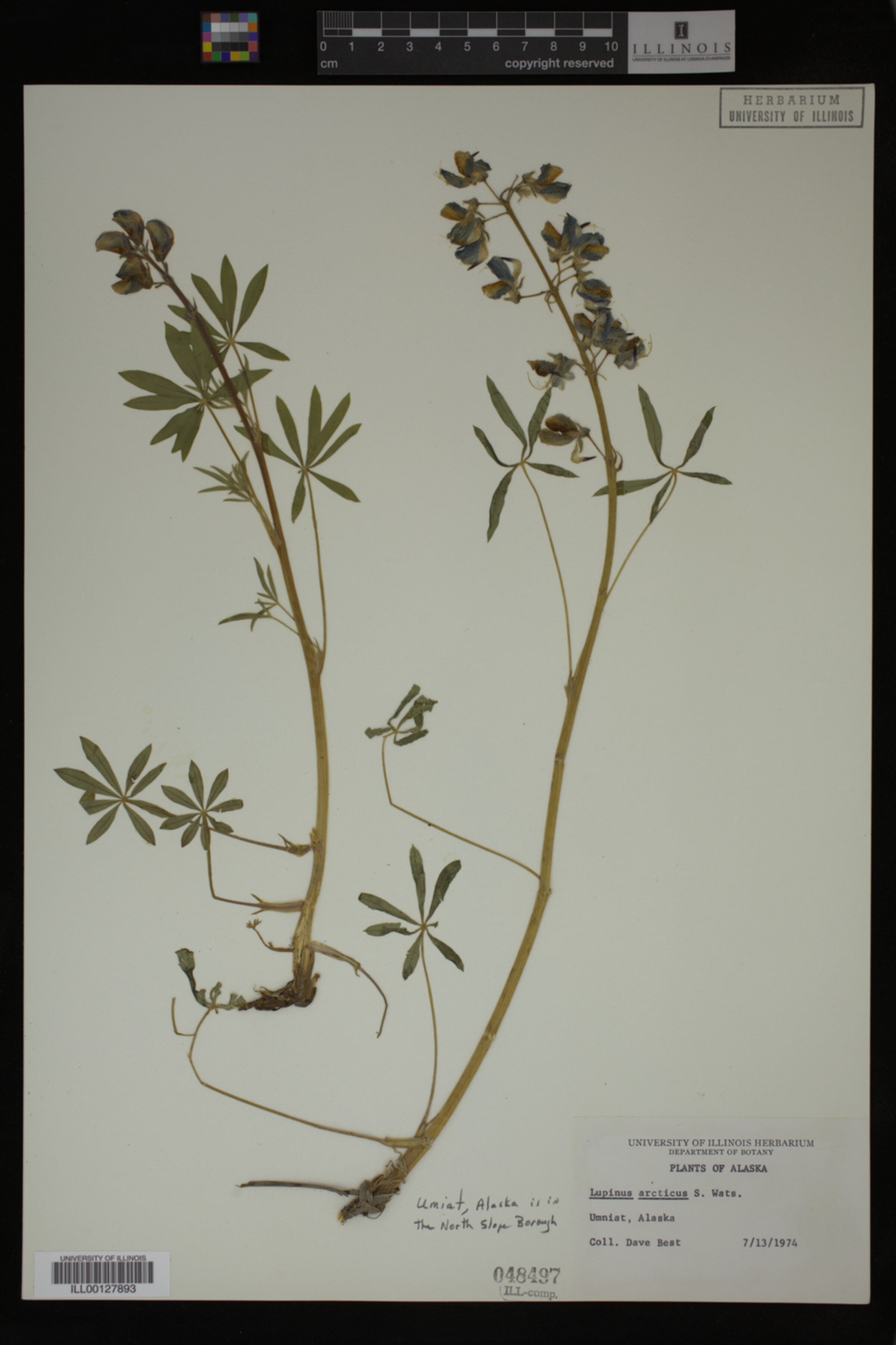 Lupinus arcticus image