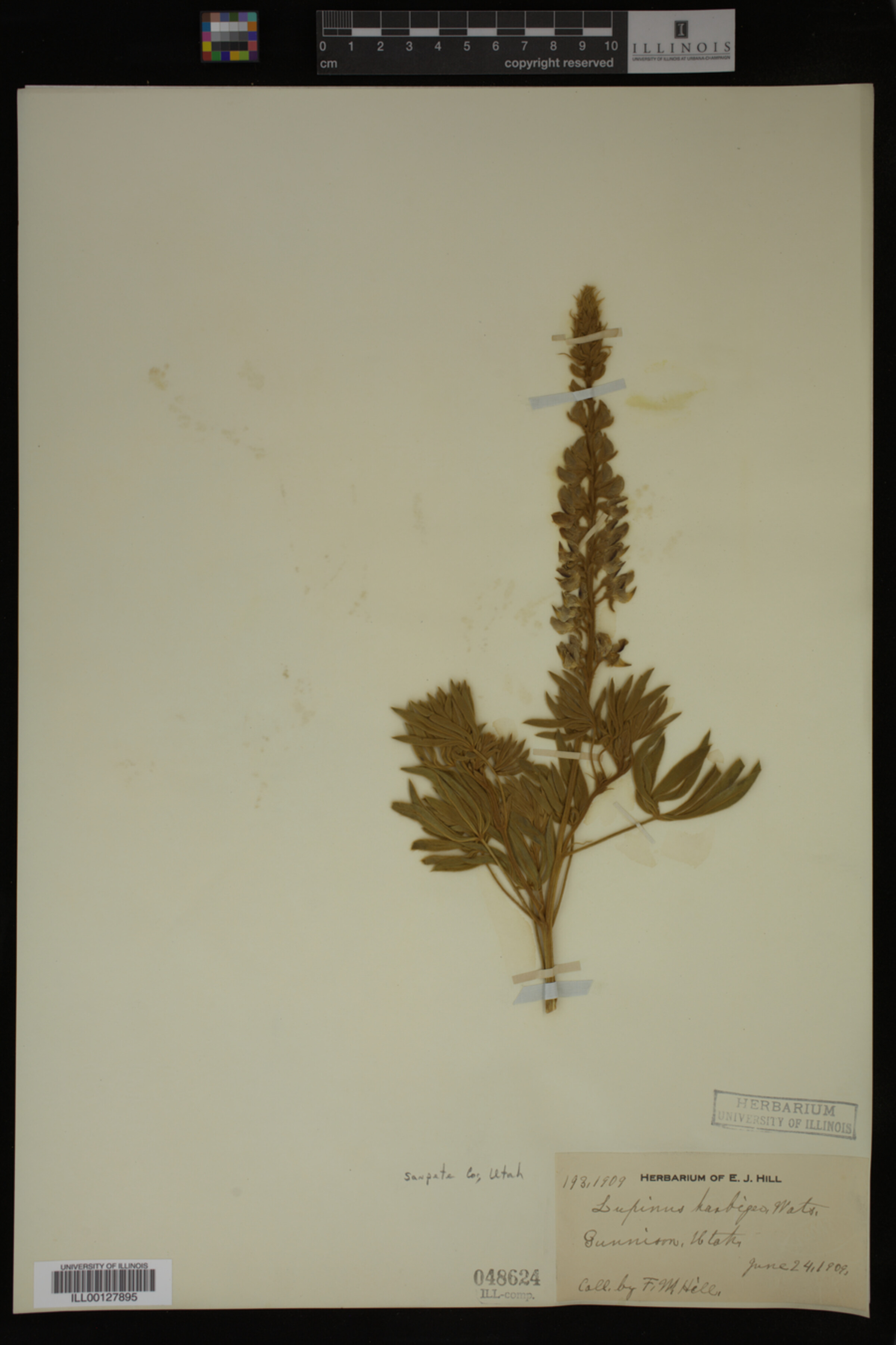 Lupinus barbiger image
