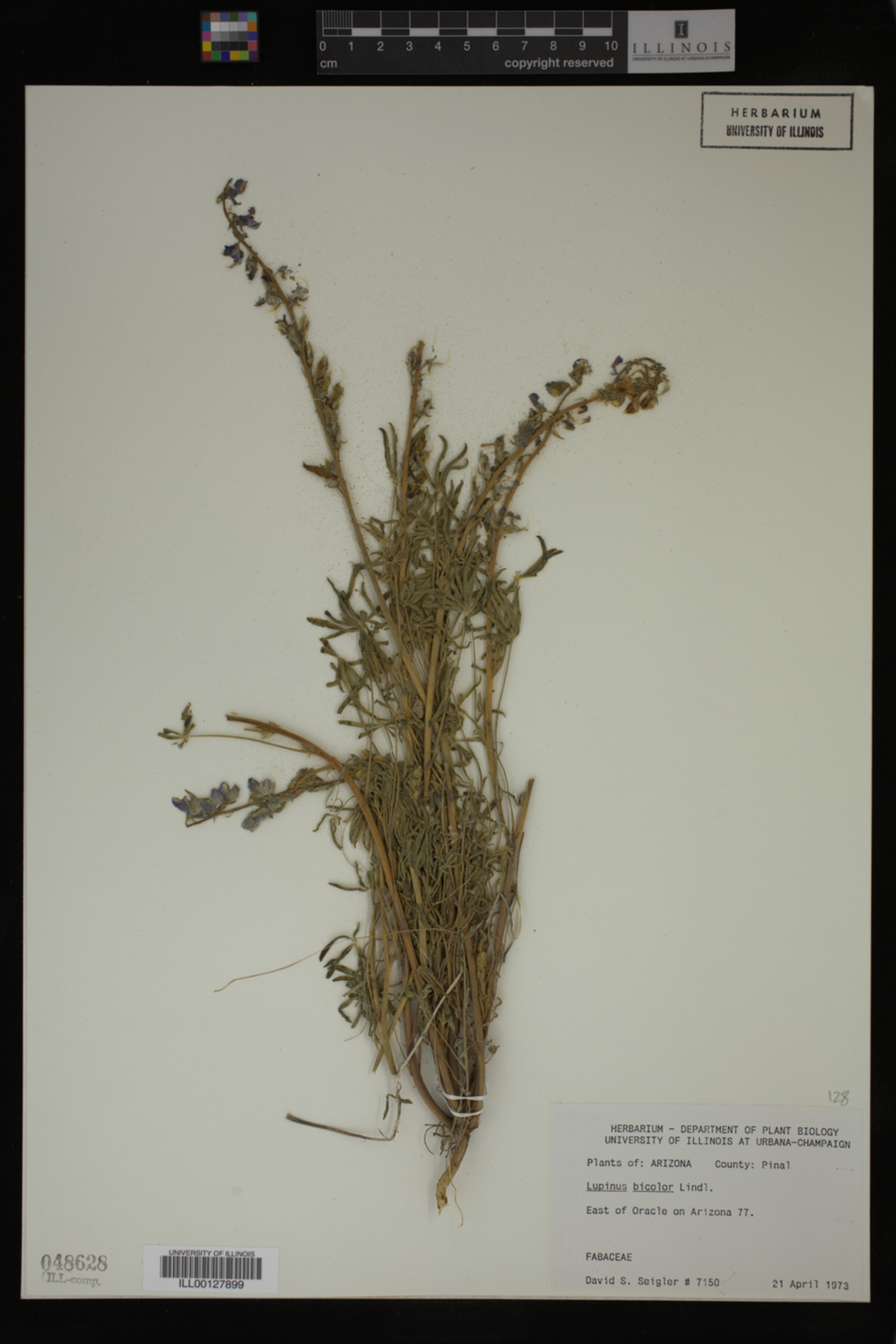 Lupinus bicolor image