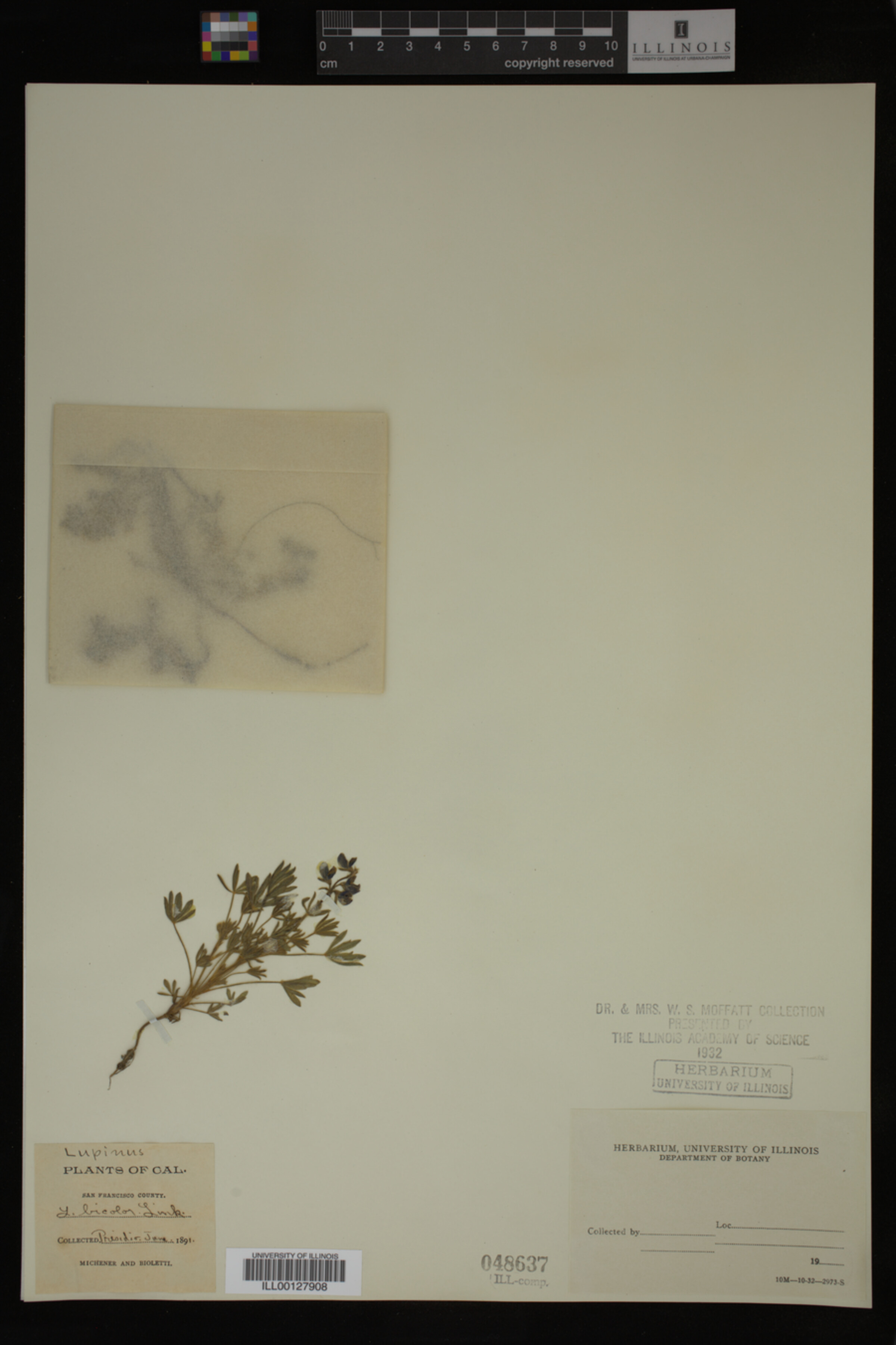 Lupinus bicolor image